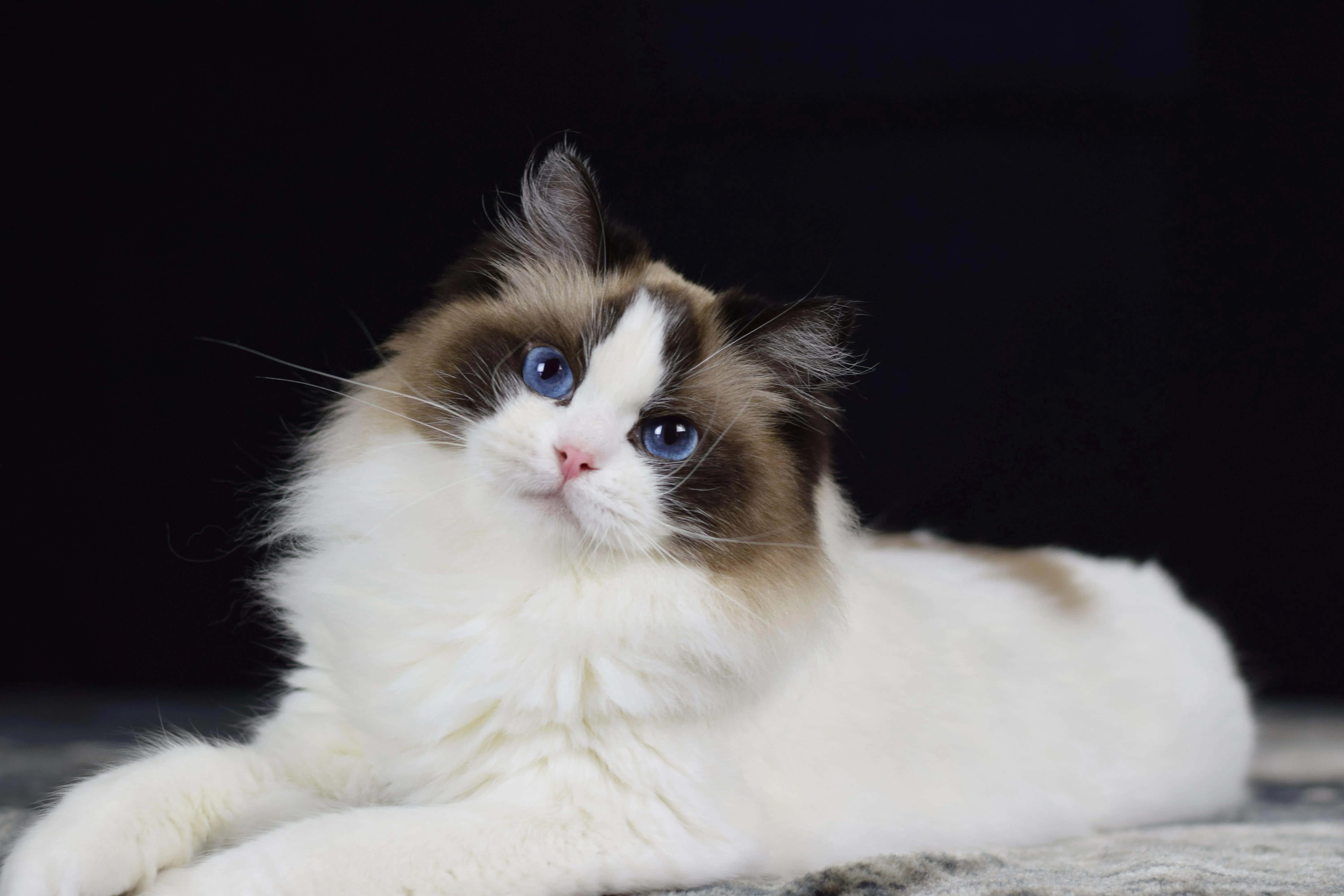 Ragdoll, fluffy, blue eyes, 5K Desktop Wallpaper