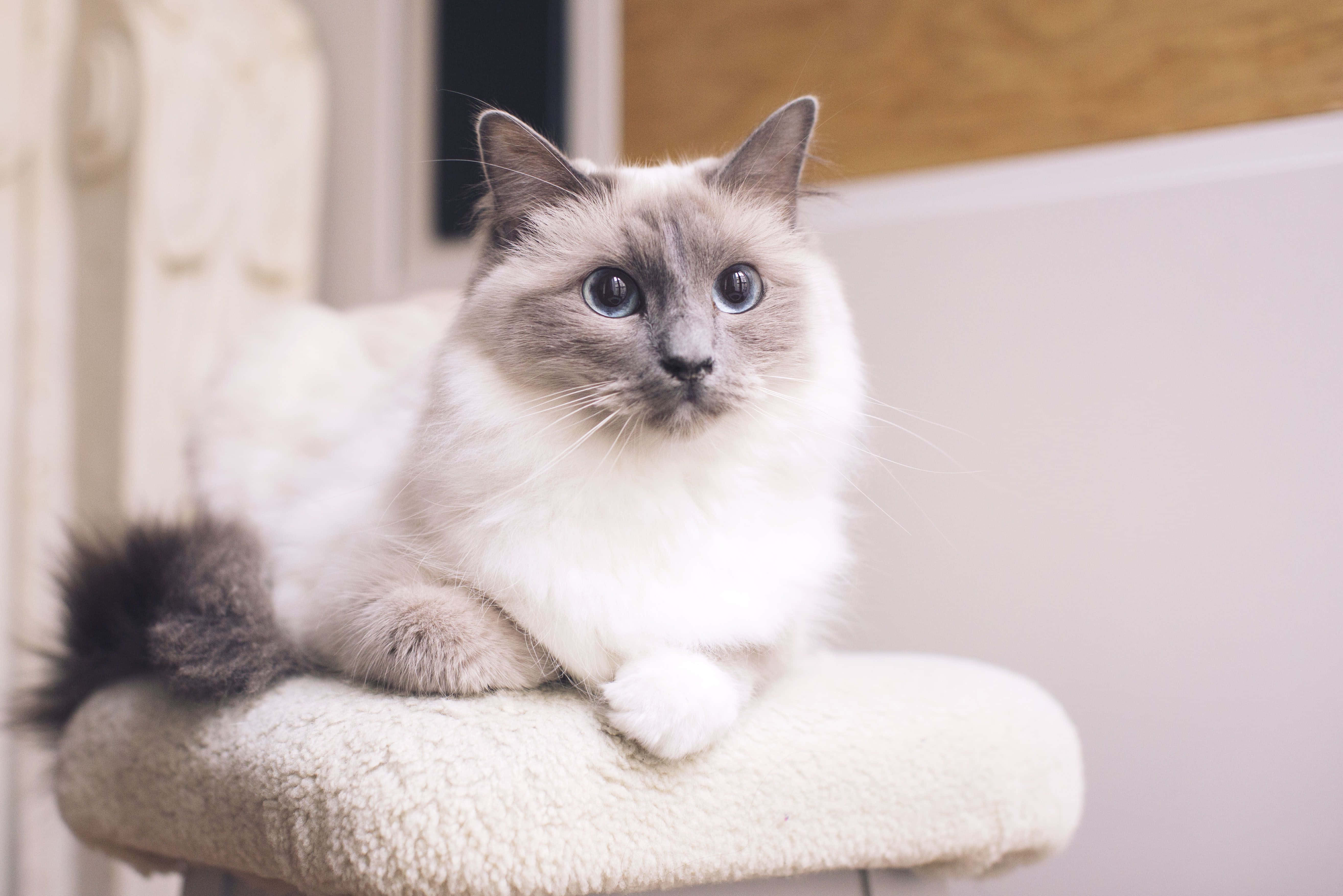 Ragdoll, blue-eyed, grey points, 5K Desktop Wallpaper
