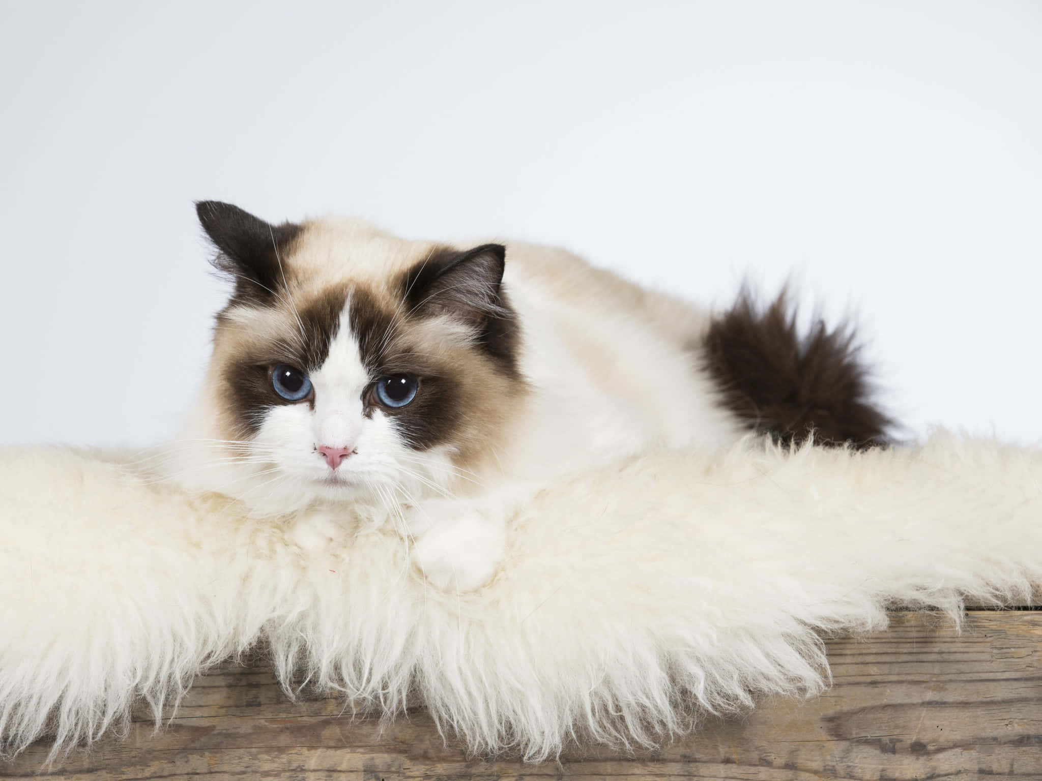 Ragdoll, cream and brown, blue eyes, Full HD Desktop Wallpaper