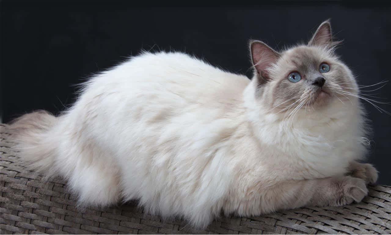 Ragdoll, white couch, fluffy white and grey cat, HD Desktop Wallpaper