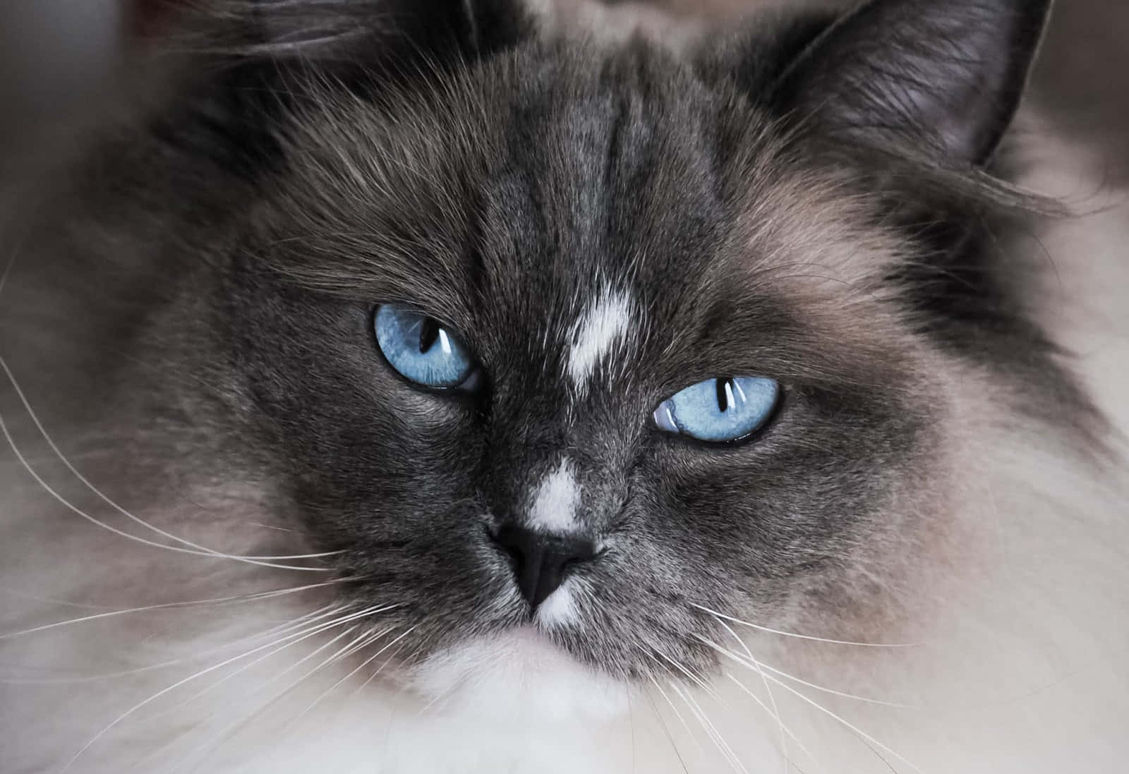 Ragdoll, fluffy gray cat, piercing blue eyes, HD Desktop Wallpaper