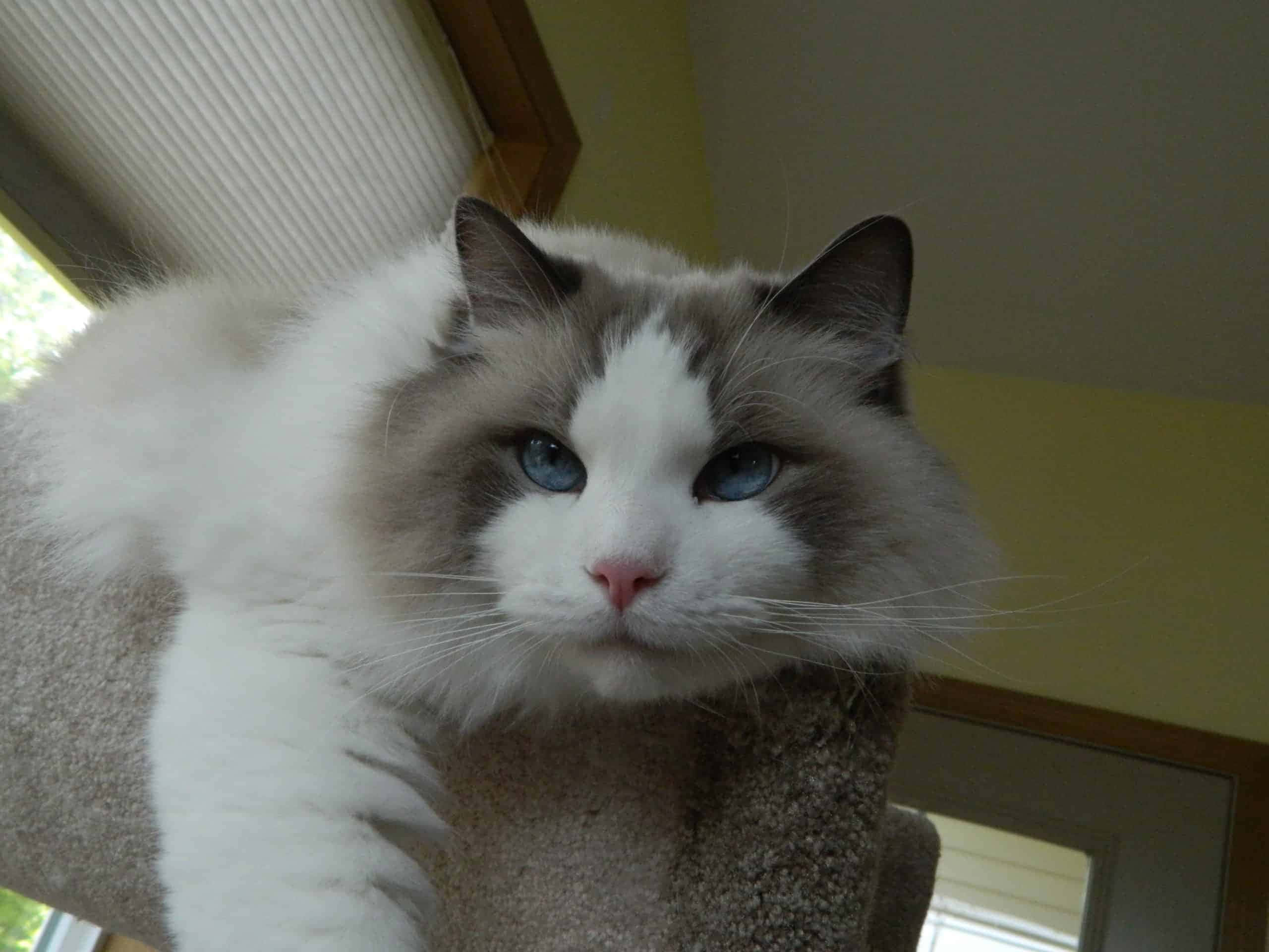 Ragdoll, fluffy white and gray cat, striking blue eyes, 2K Desktop Wallpaper