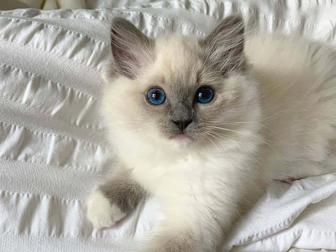 Ragdoll, cream-colored, blue eyes, SD Desktop Wallpaper