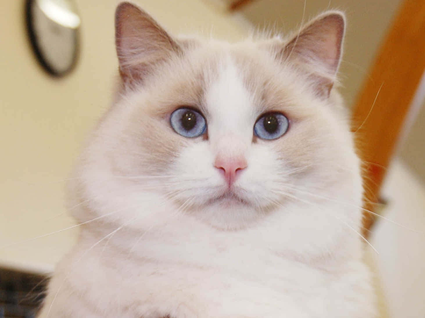 Ragdoll, cream and white, blue eyes, HD Desktop Wallpaper