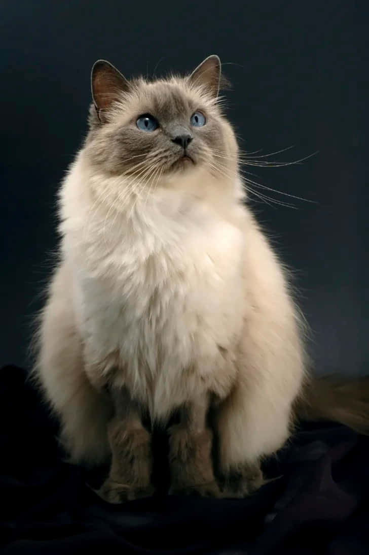Ragdoll, blue eyes, cream-colored, SD Phone Wallpaper