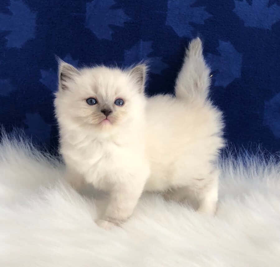 Ragdoll, white kitten, bright blue eyes, SD Desktop Wallpaper