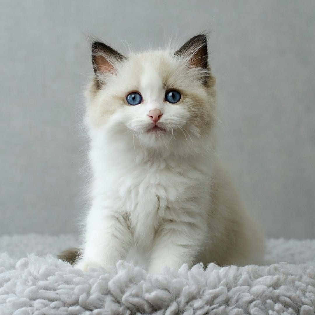 Ragdoll, fluffy white kitten, striking blue eyes, SD Desktop Wallpaper