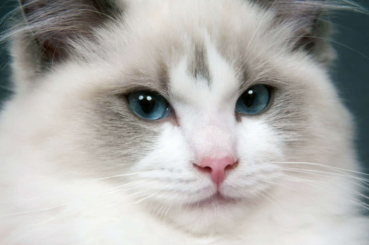 Ragdoll, fluffy white cat, blue eyes, SD Desktop Wallpaper