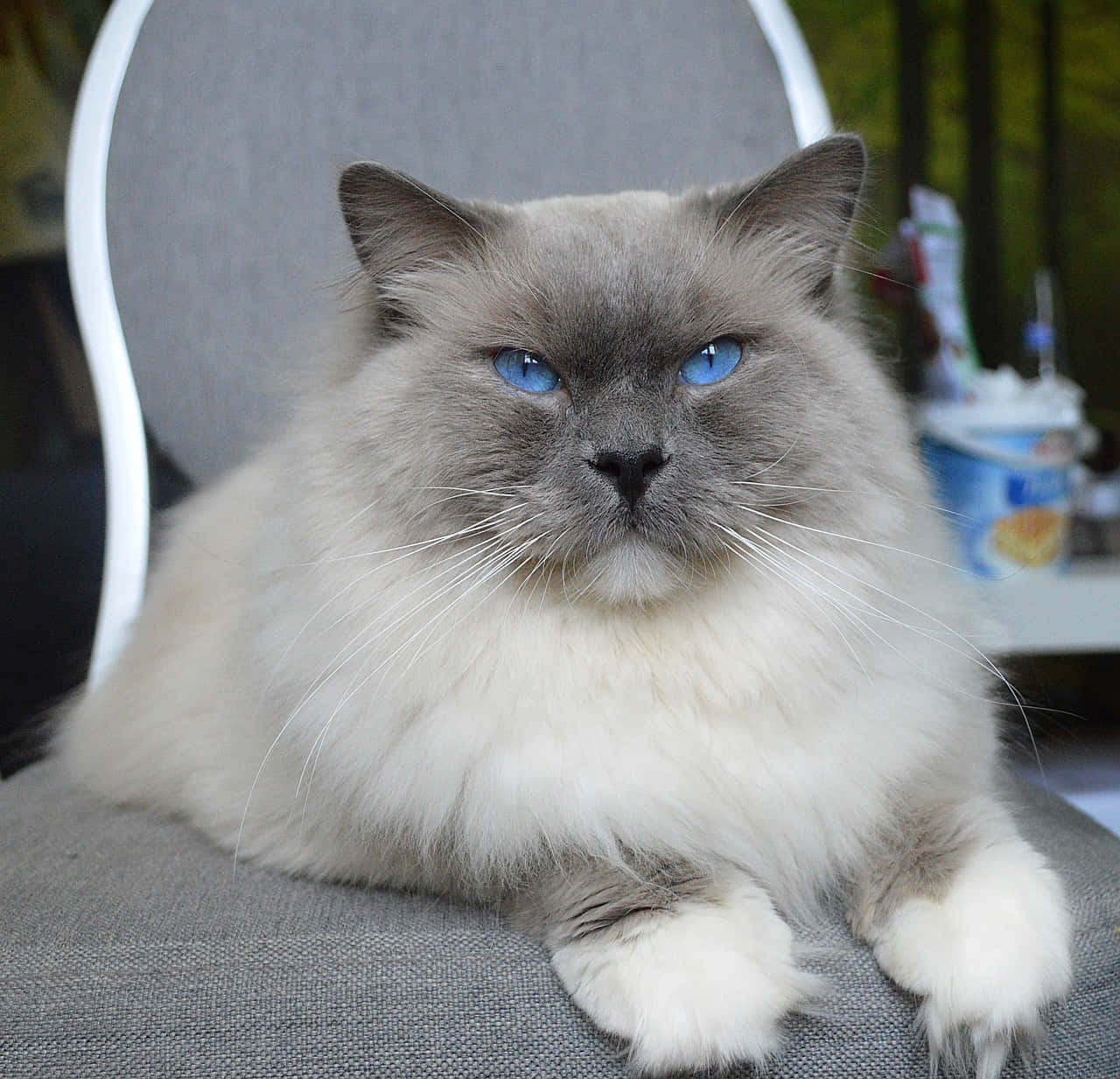 Ragdoll, blue-eyed, grey and white fur, HD Desktop Wallpaper