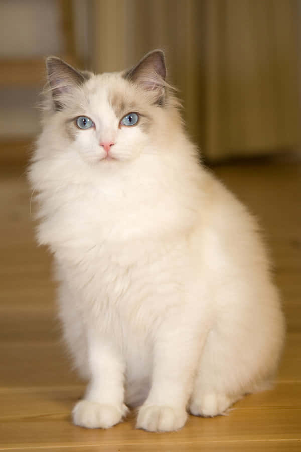 Ragdoll, blue eyes, fluffy white cat, SD Phone Wallpaper