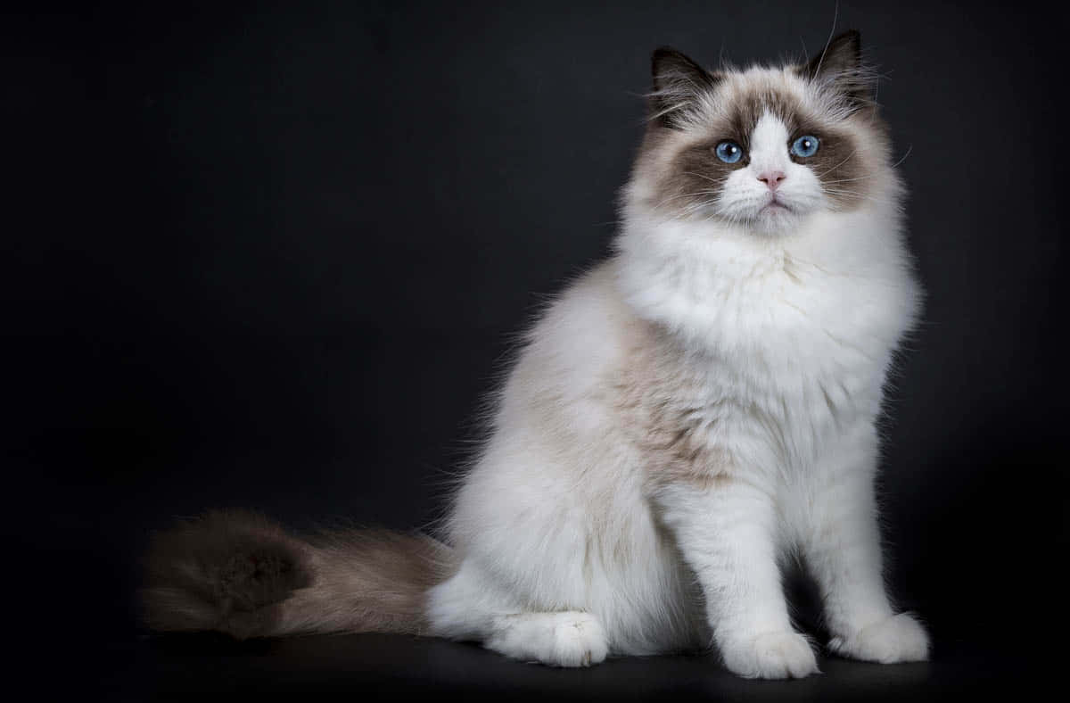 Ragdoll, fluffy, striking blue eyes, SD Desktop Wallpaper