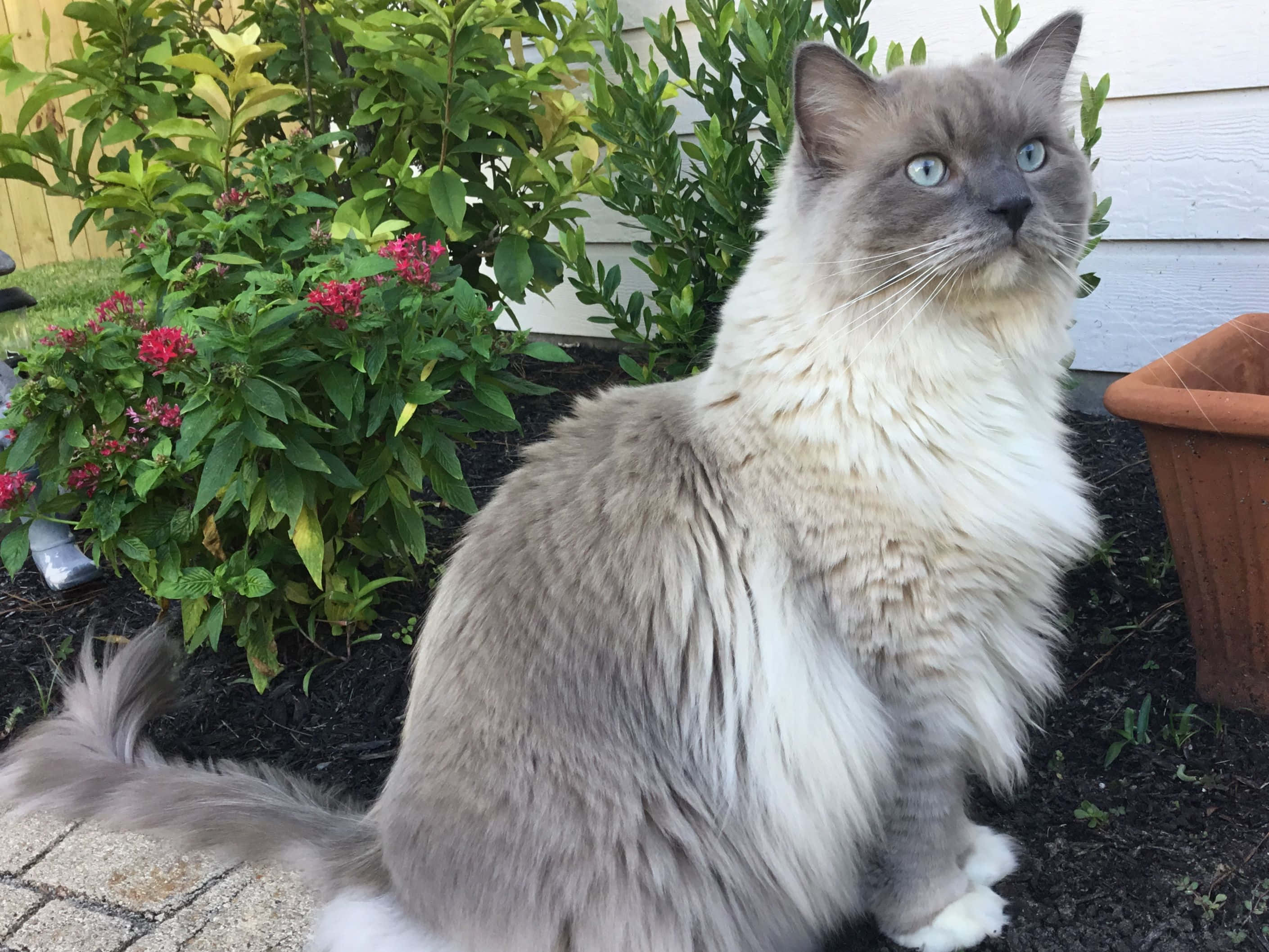 Ragdoll, gray and white, blue eyes, 2K Desktop Wallpaper
