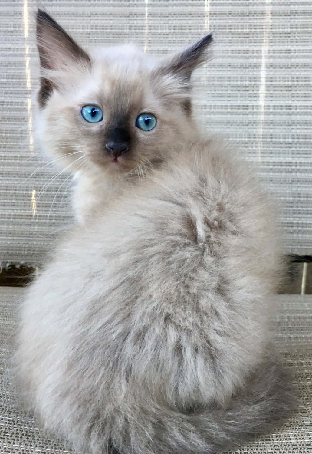 Ragdoll, cream-colored, blue eyes, HD Phone Wallpaper