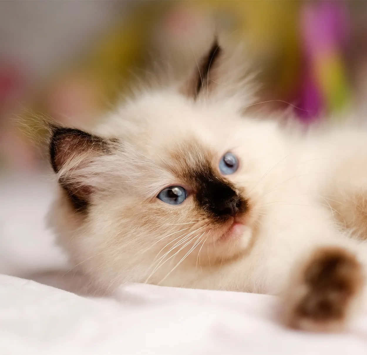 Ragdoll, cream-colored, blue eyes, SD Desktop Wallpaper
