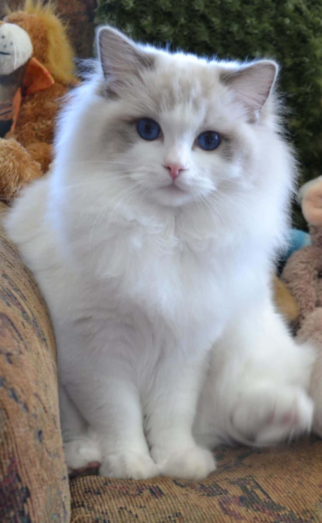 Ragdoll, fluffy white, striking blue eyes, HD Phone Wallpaper