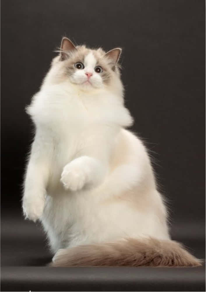 Ragdoll, cream and brown, dark surface, SD Phone Wallpaper