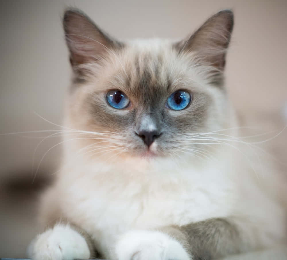 Ragdoll, cream-colored, blue eyes, SD Desktop Wallpaper