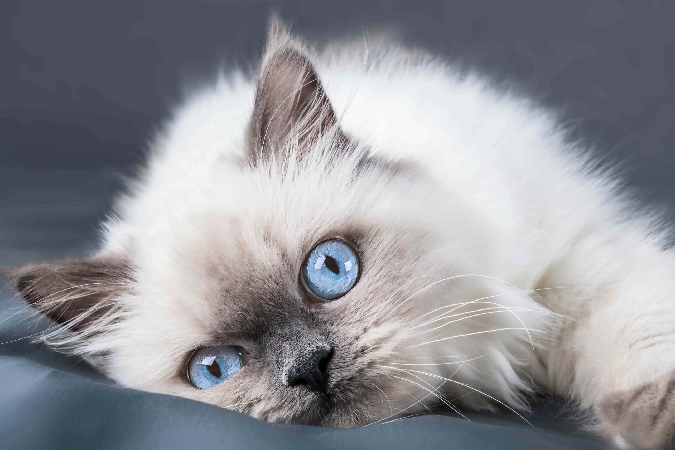 Ragdoll, white, blue eyes, 2K Desktop Wallpaper