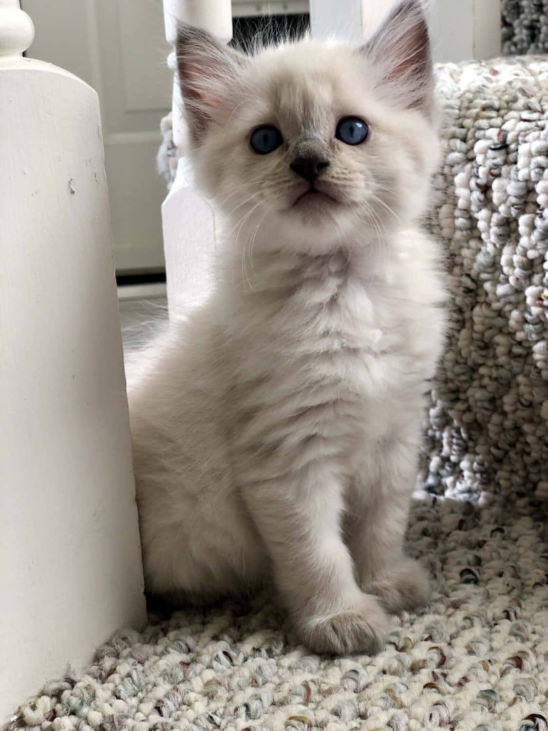 Ragdoll, fluffy white kitten, striking blue eyes, HD Phone Wallpaper