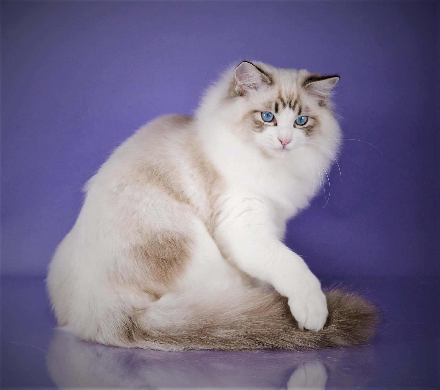 Ragdoll, blue eyes, purple backdrop, HD Desktop Wallpaper
