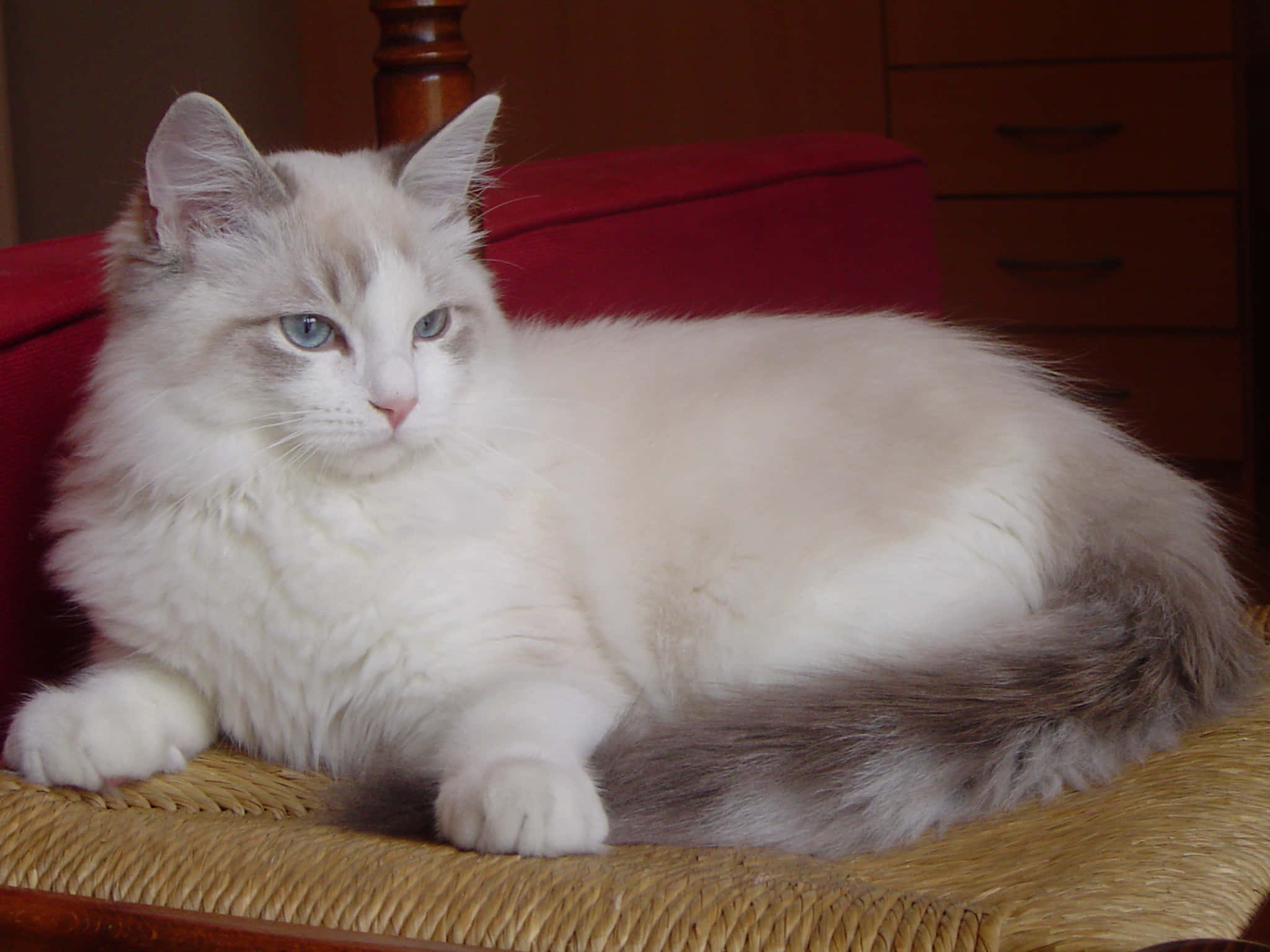 Ragdoll, white, gray, Full HD Desktop Wallpaper