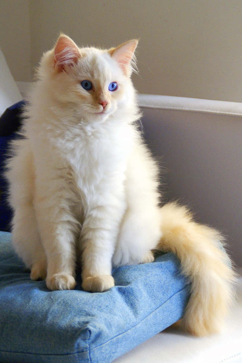 Ragdoll, blue eyes, cream-colored, SD Phone Wallpaper