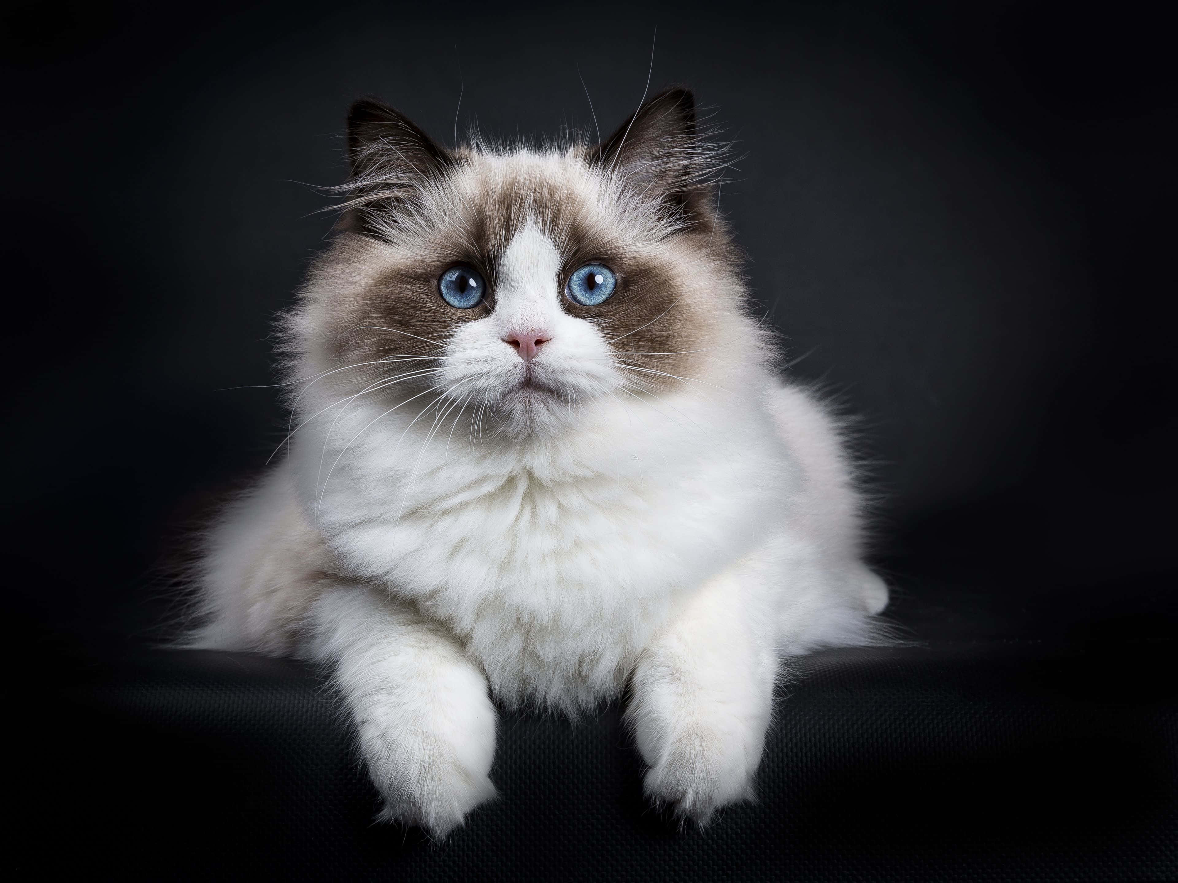Ragdoll, 3840 x 2880, wooden surface, 4K Desktop Wallpaper