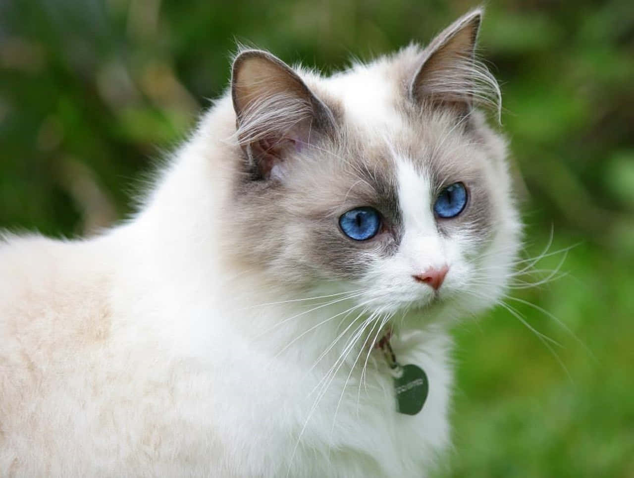 Ragdoll, fluffy white cat, striking blue eyes, HD Desktop Wallpaper