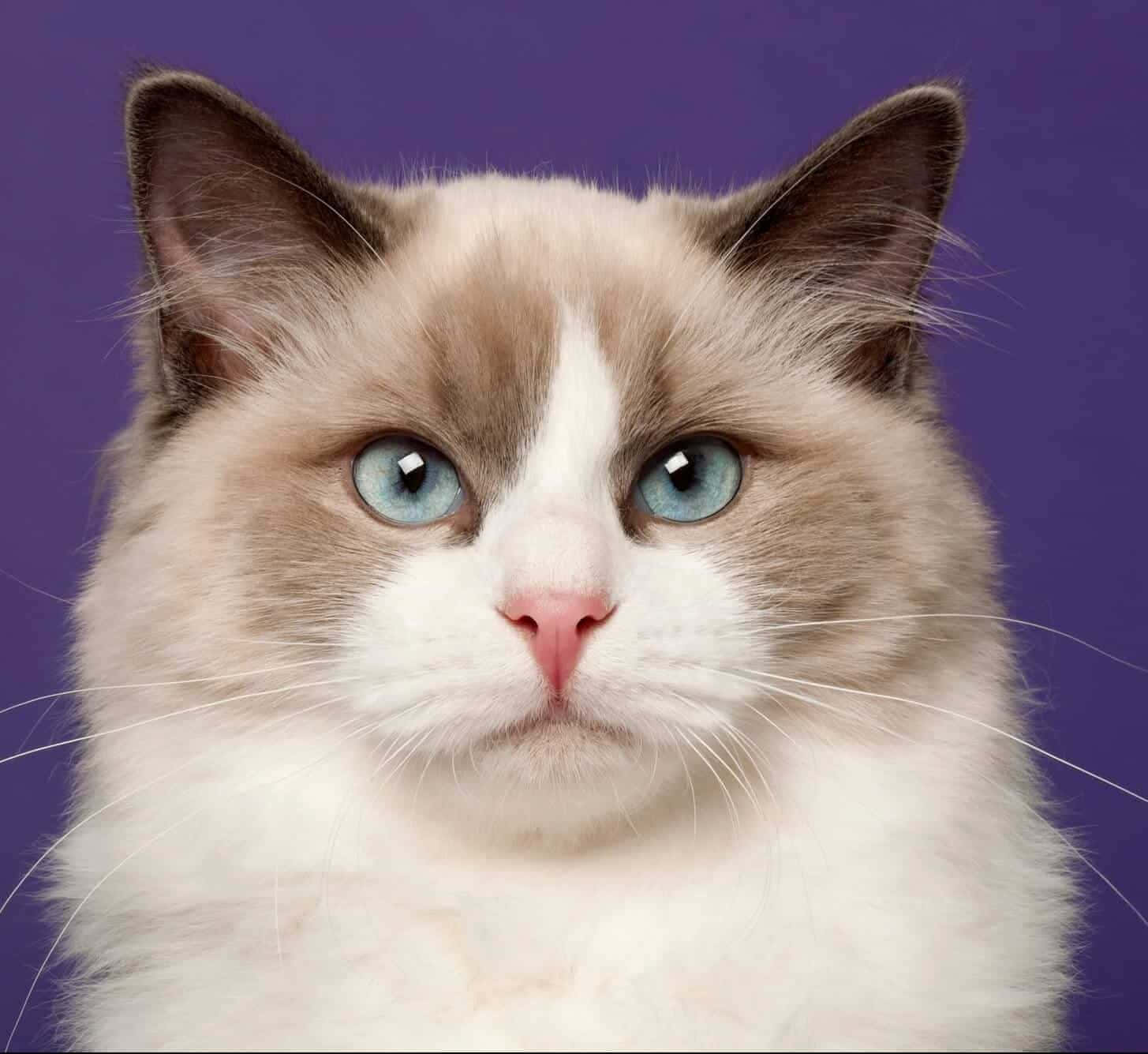 Ragdoll, fluffy, blue eyes, HD Desktop Wallpaper