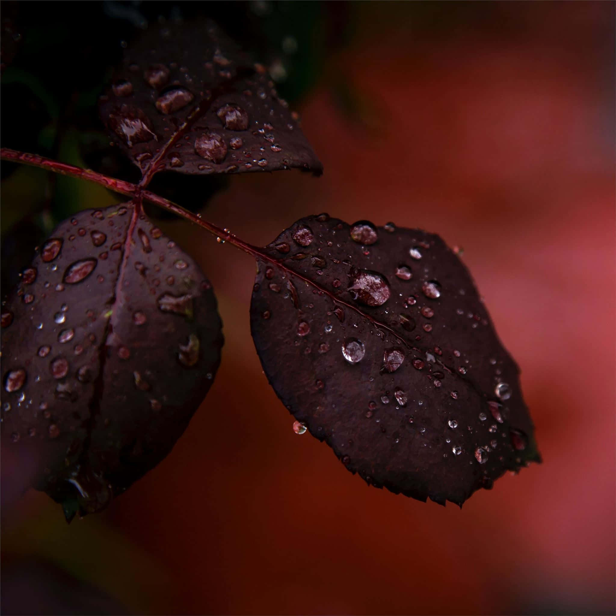rain 4k, dark burgundy, rose leaves, Full HD Desktop Wallpaper