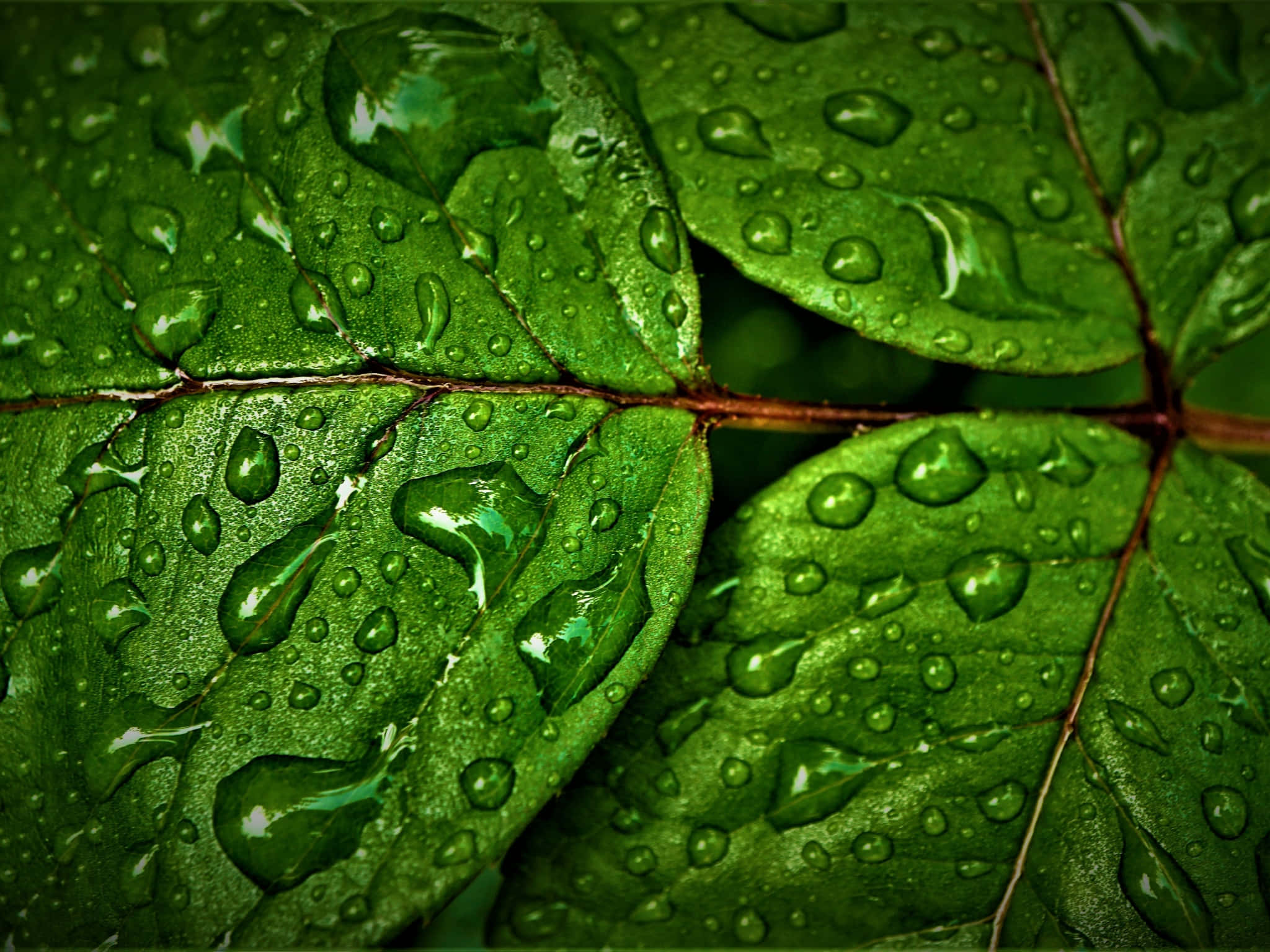 Rain 4K, glistening water droplets, vibrant green leaves, Full HD Desktop Wallpaper