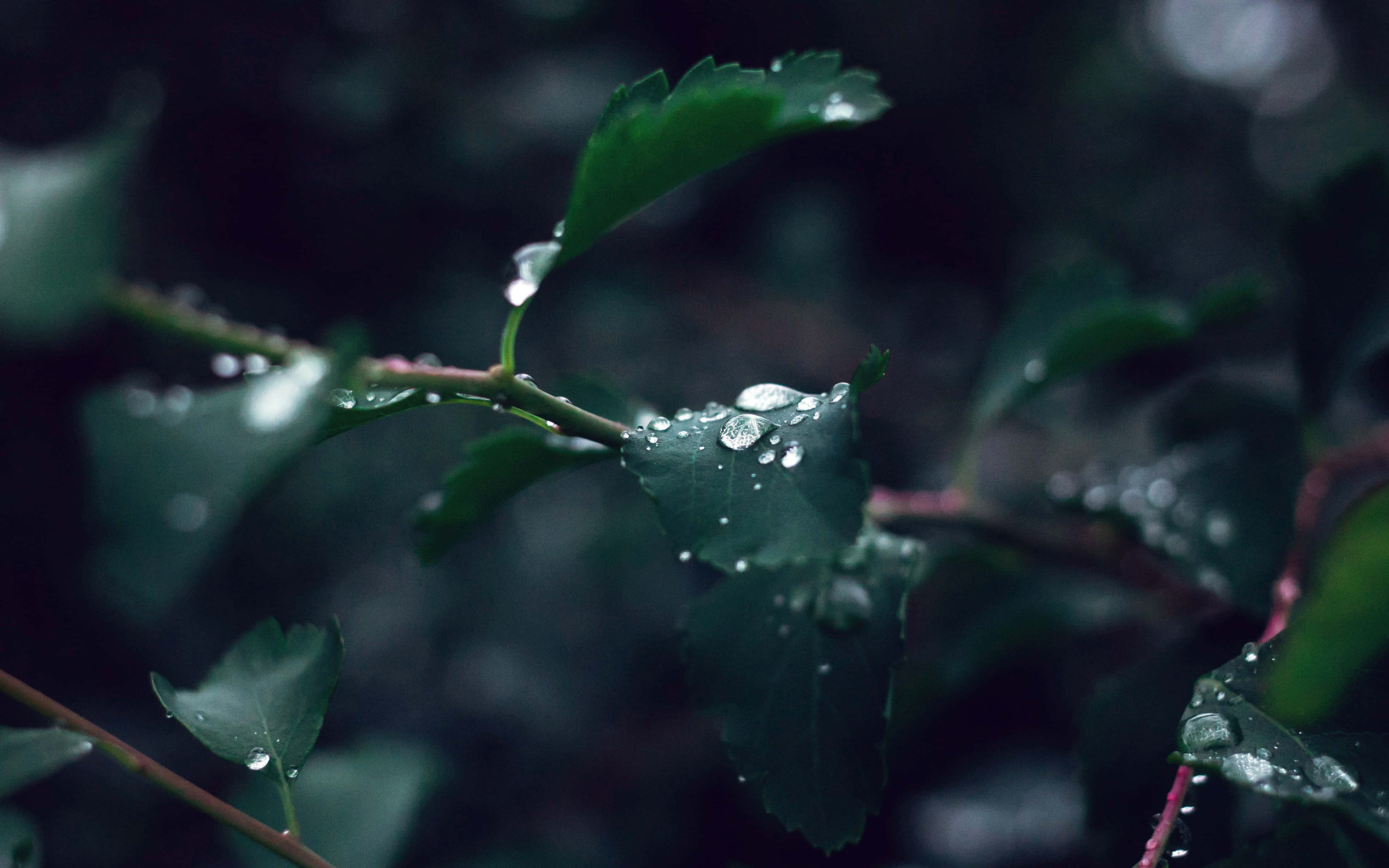 rain drops, leaf, deep green leaves, 4K Desktop Wallpaper