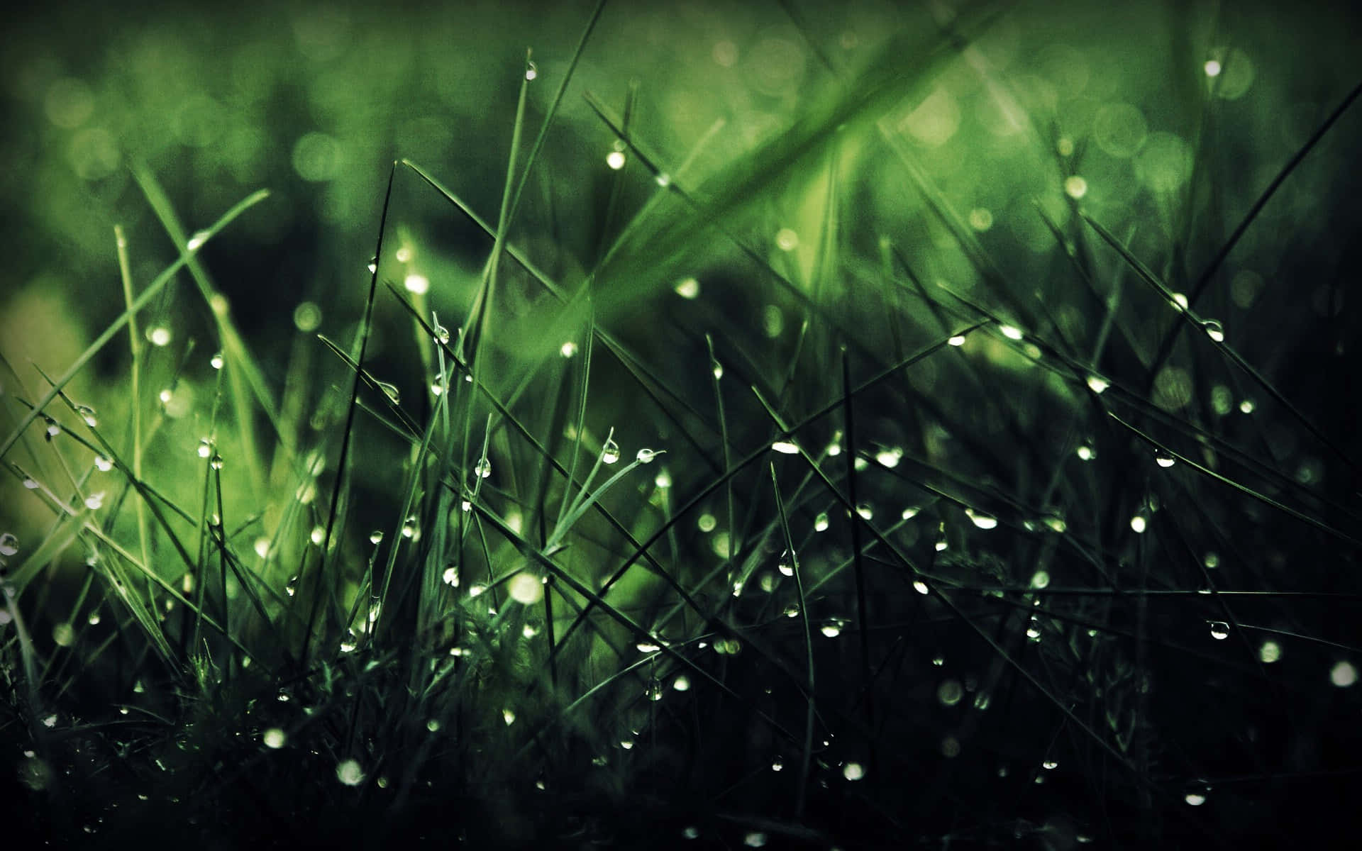 Grass Rain 4K, vibrant green grass, dew drops, Full HD Desktop Wallpaper