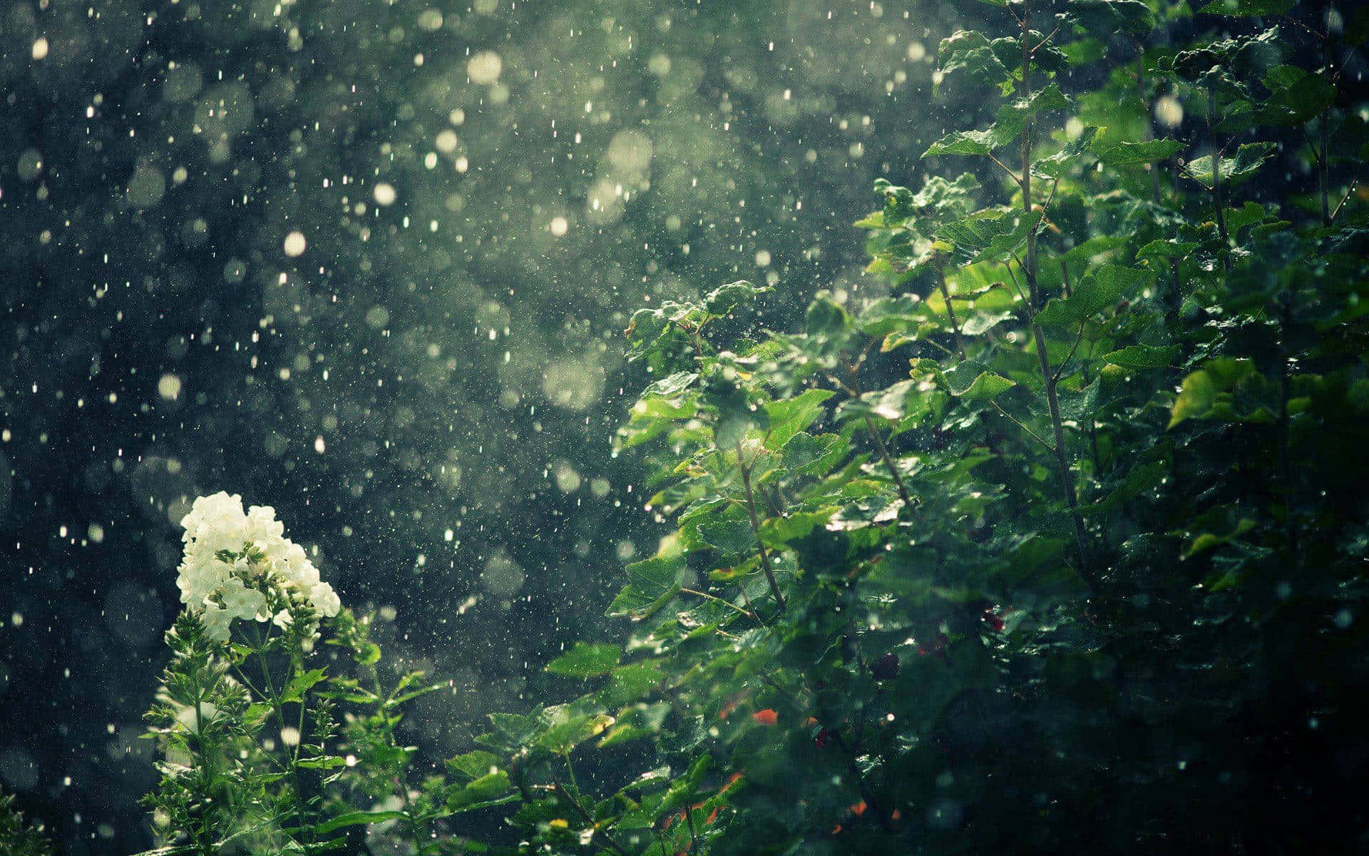 rain 4K, sunlight, raindrops, Full HD Desktop Wallpaper