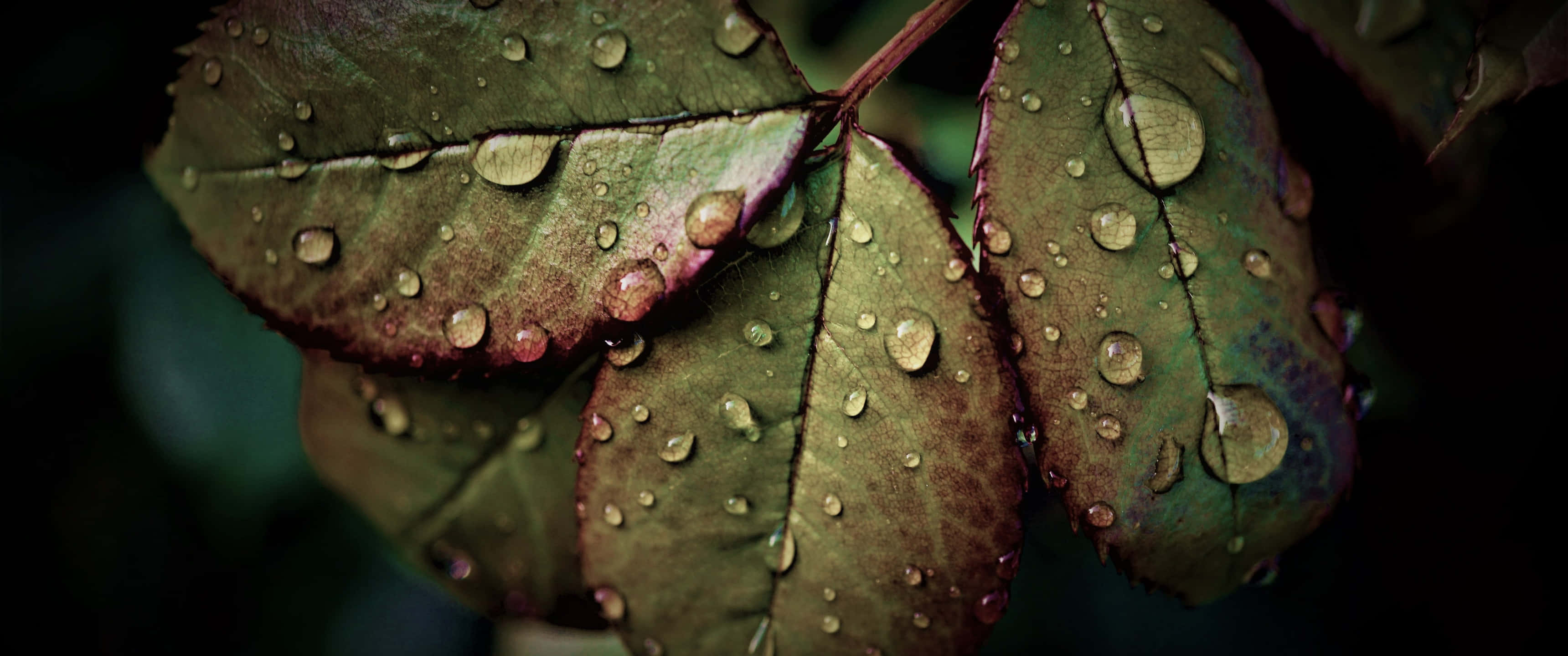 rain 4K, dew drops, textured green leaves, 2K Desktop Wallpaper