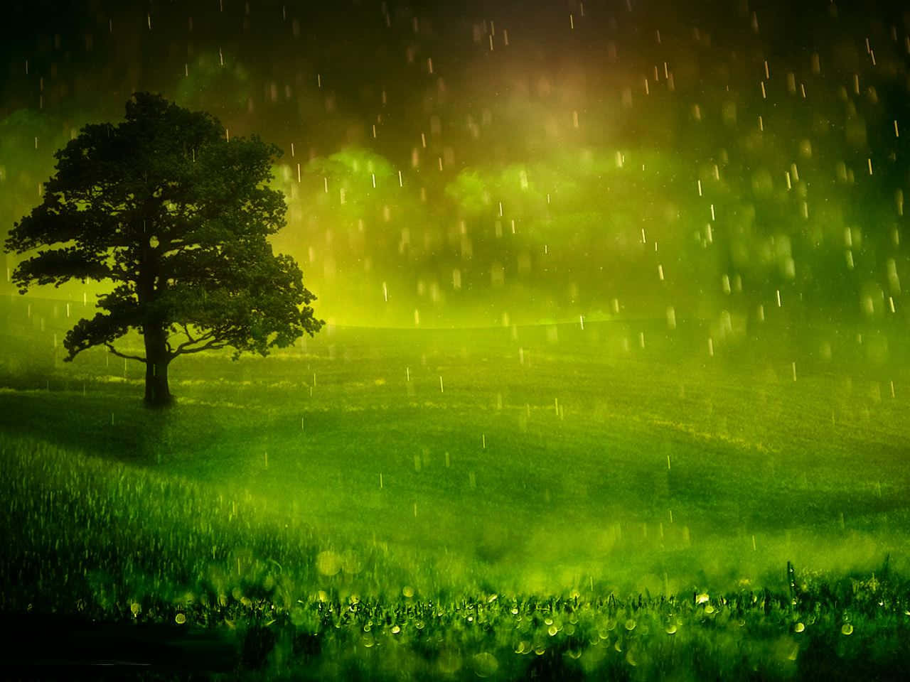 green field, tree, rain, HD Desktop Wallpaper