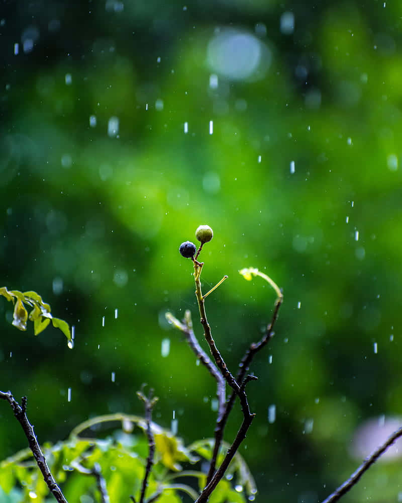 rain drops, branch, green leaves, SD Phone Wallpaper