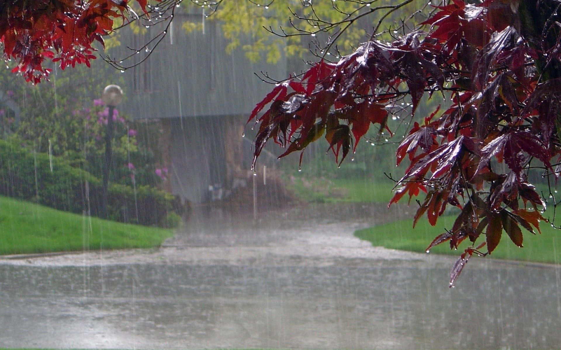 rain, wet garden path, vivid red autumn leaves, Full HD Desktop Wallpaper