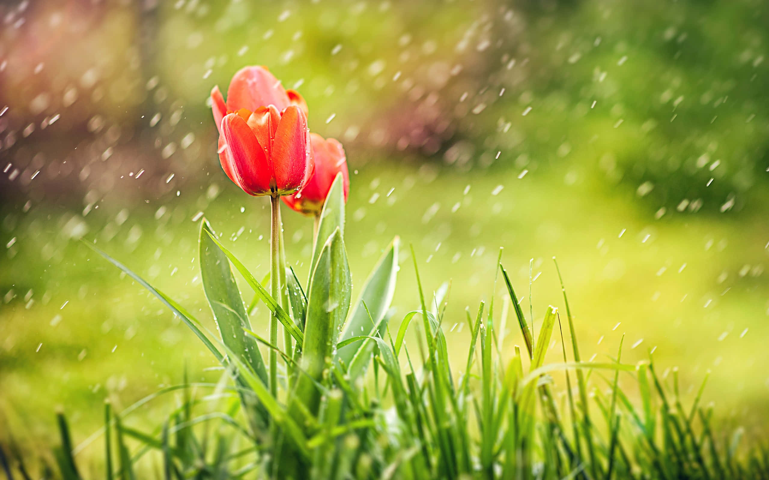 rain, red tulip, lush green grass, 2K Desktop Wallpaper