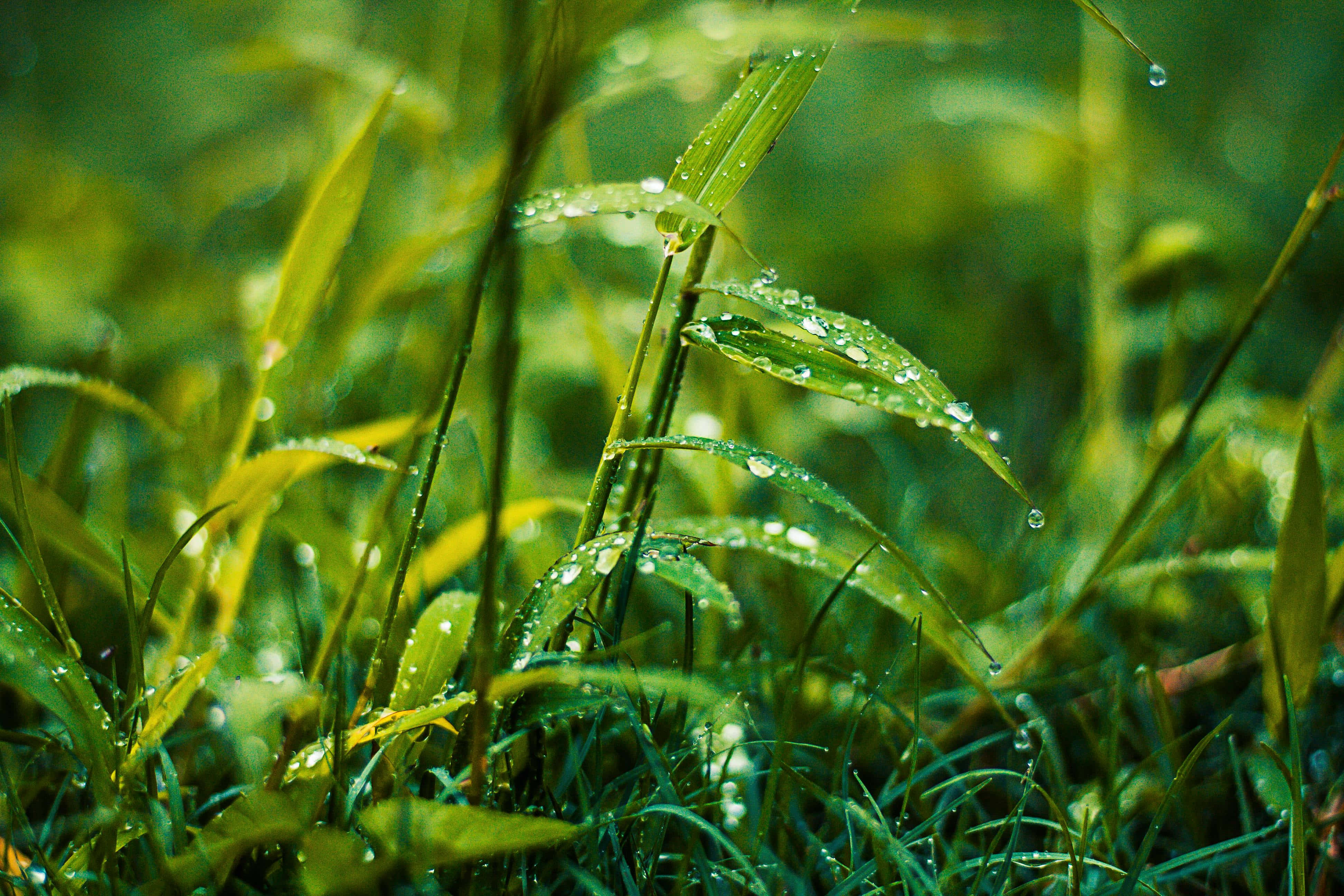 rain drenched greenery, vibrant green grass, sunlit meadow, 4K Desktop Wallpaper