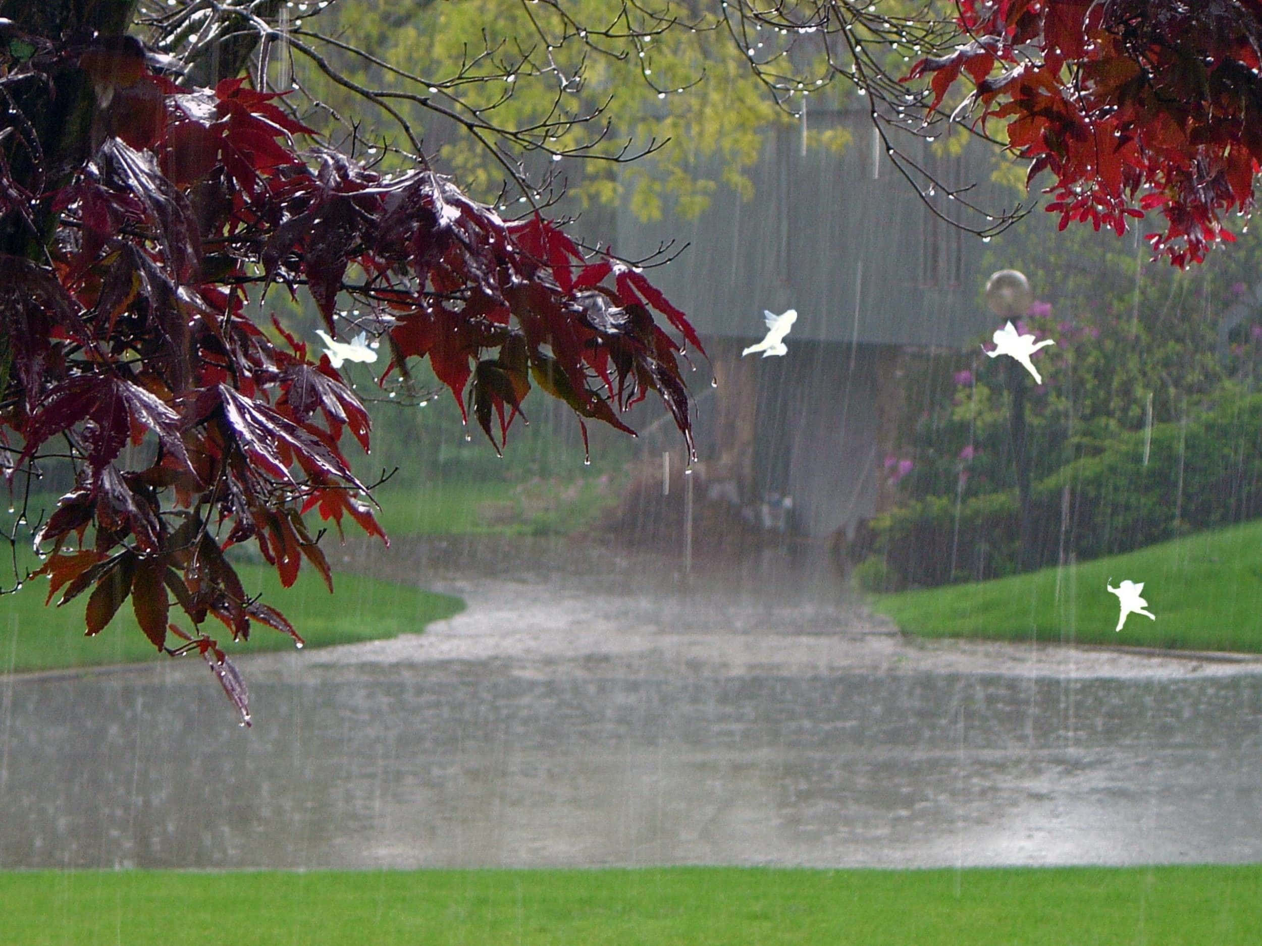 Rain Desktop, vibrant red maple leaves, wet garden path, Full HD Desktop Wallpaper