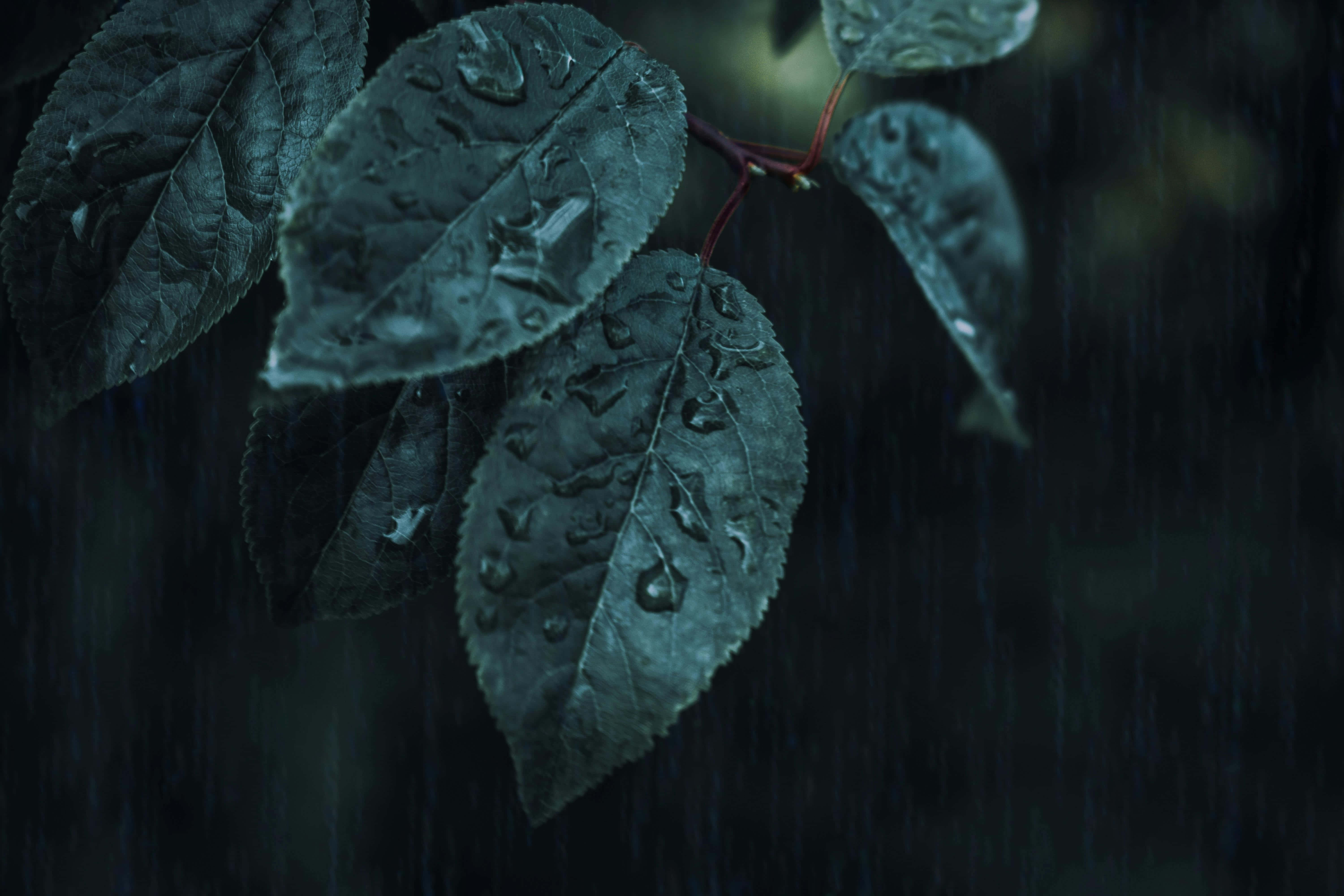 rain drenched leaves, dark green leaves, raindrops, 5K Desktop Wallpaper
