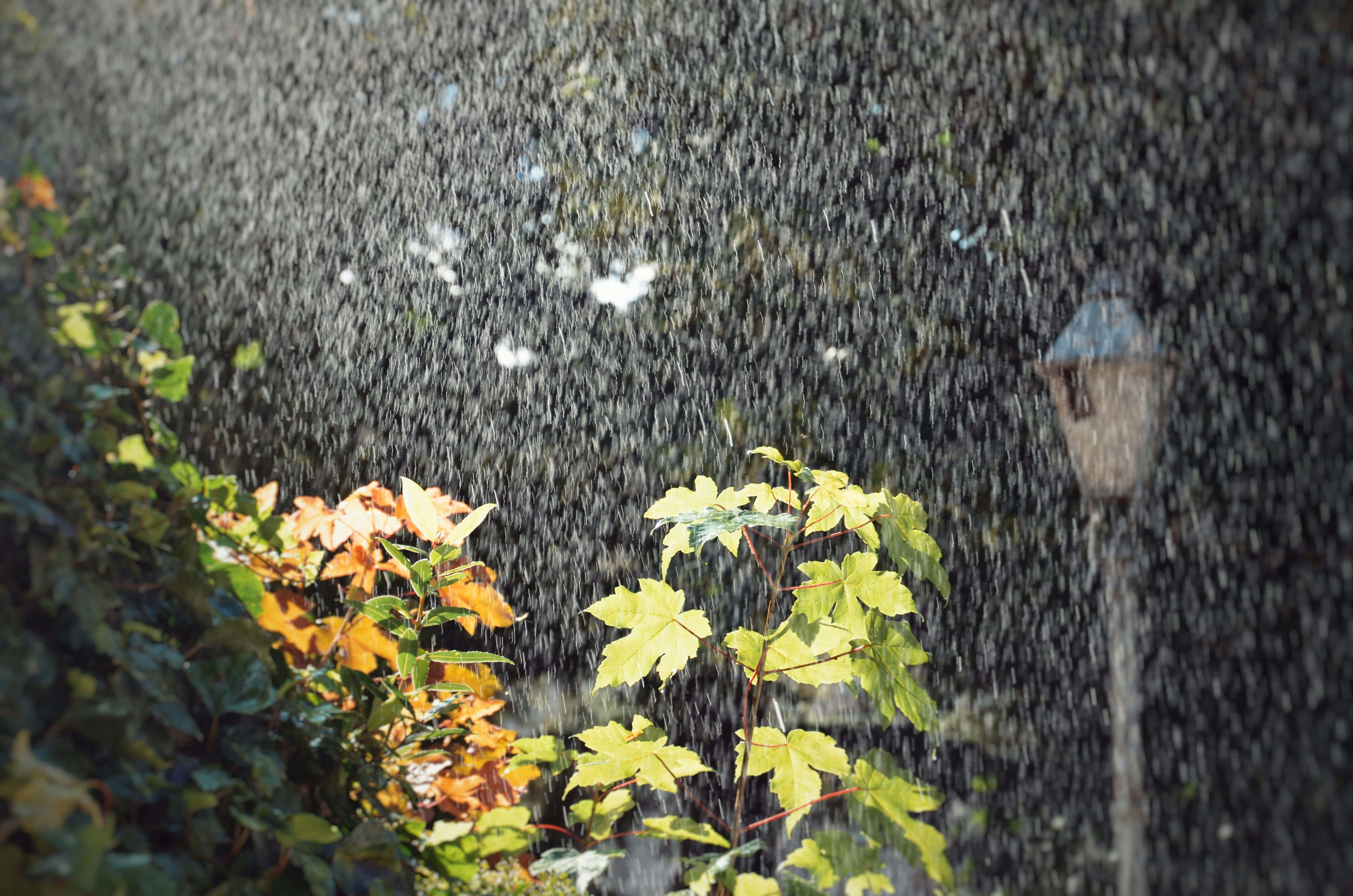 Raindrops, sunlit garden, autumn leaves, 4K Desktop Wallpaper