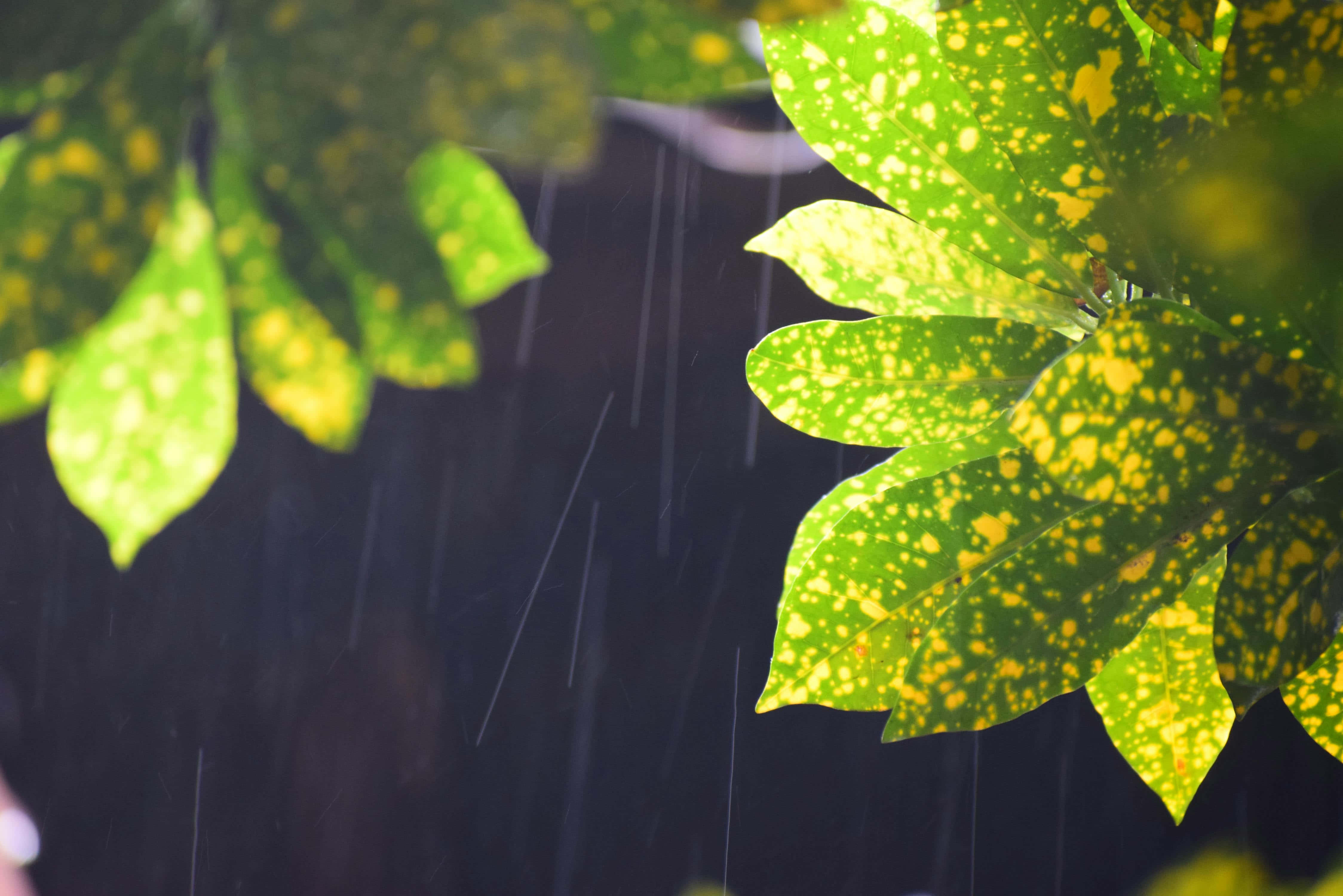 Rainy Leaves Closeup, rain streaks, dark backdrop, 4K Desktop Wallpaper