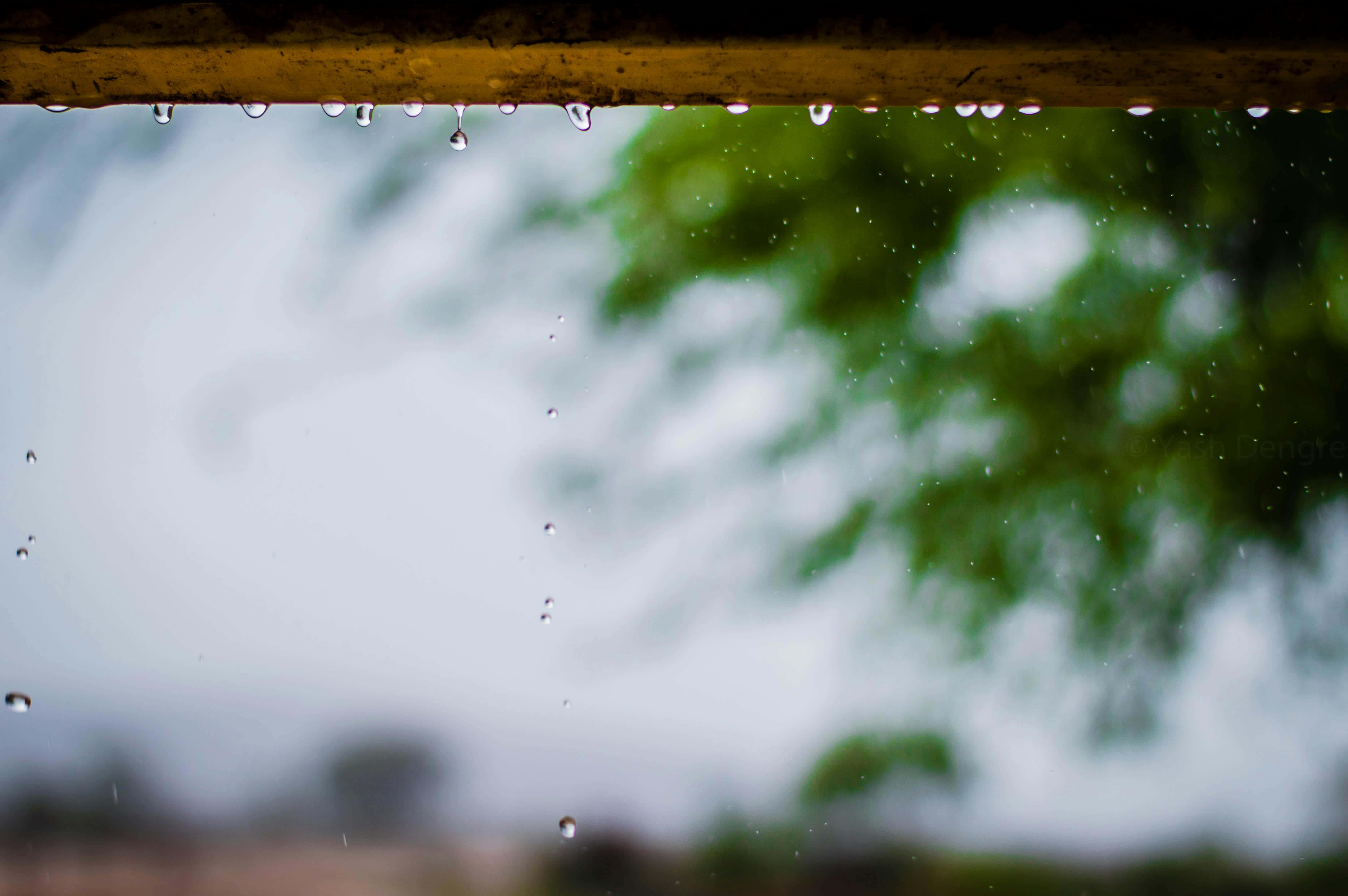 raindrops, wooden beam, blurred green tree, 5K Desktop Wallpaper
