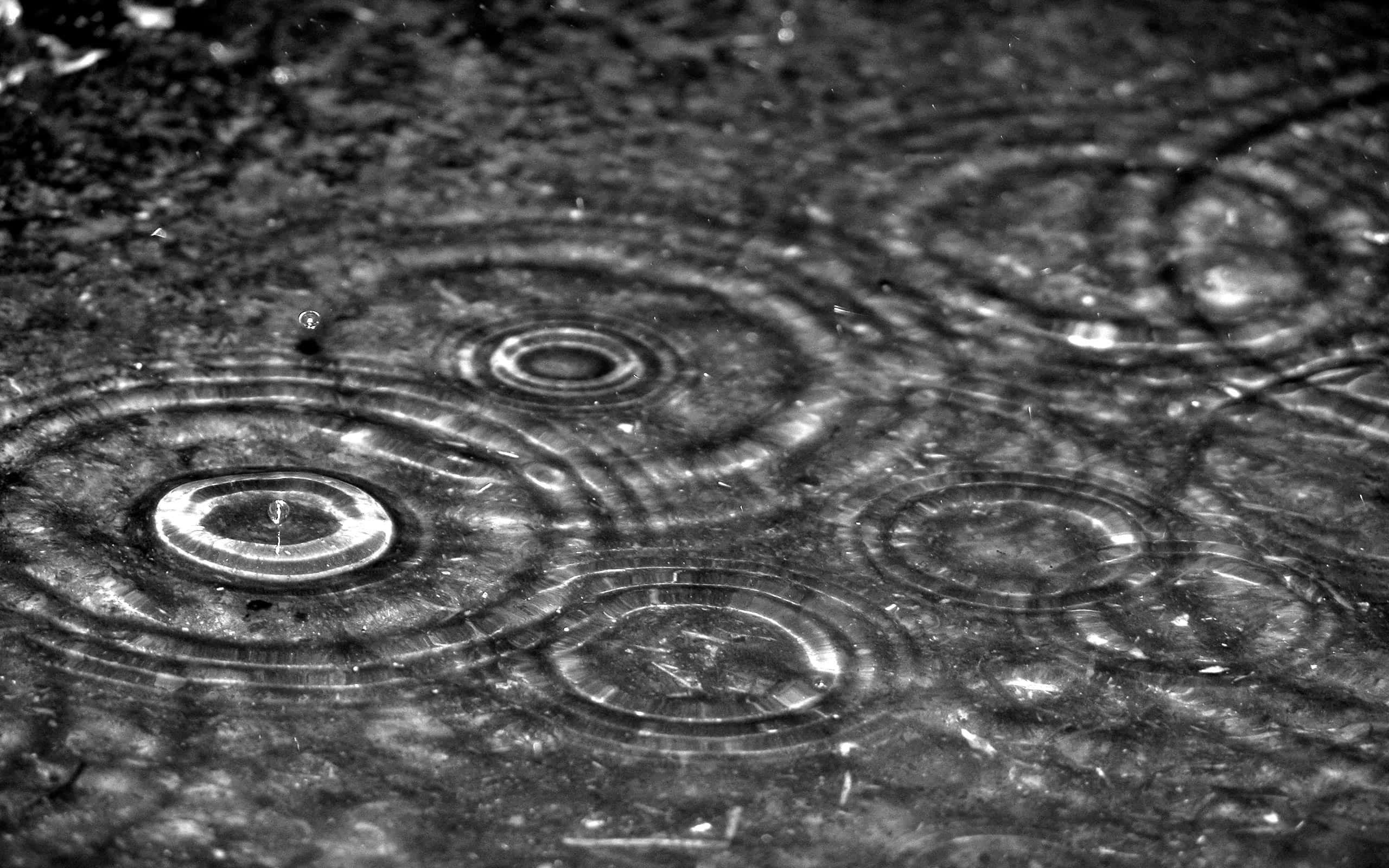 raindrops, concentric ripples, wet, 2K Desktop Wallpaper