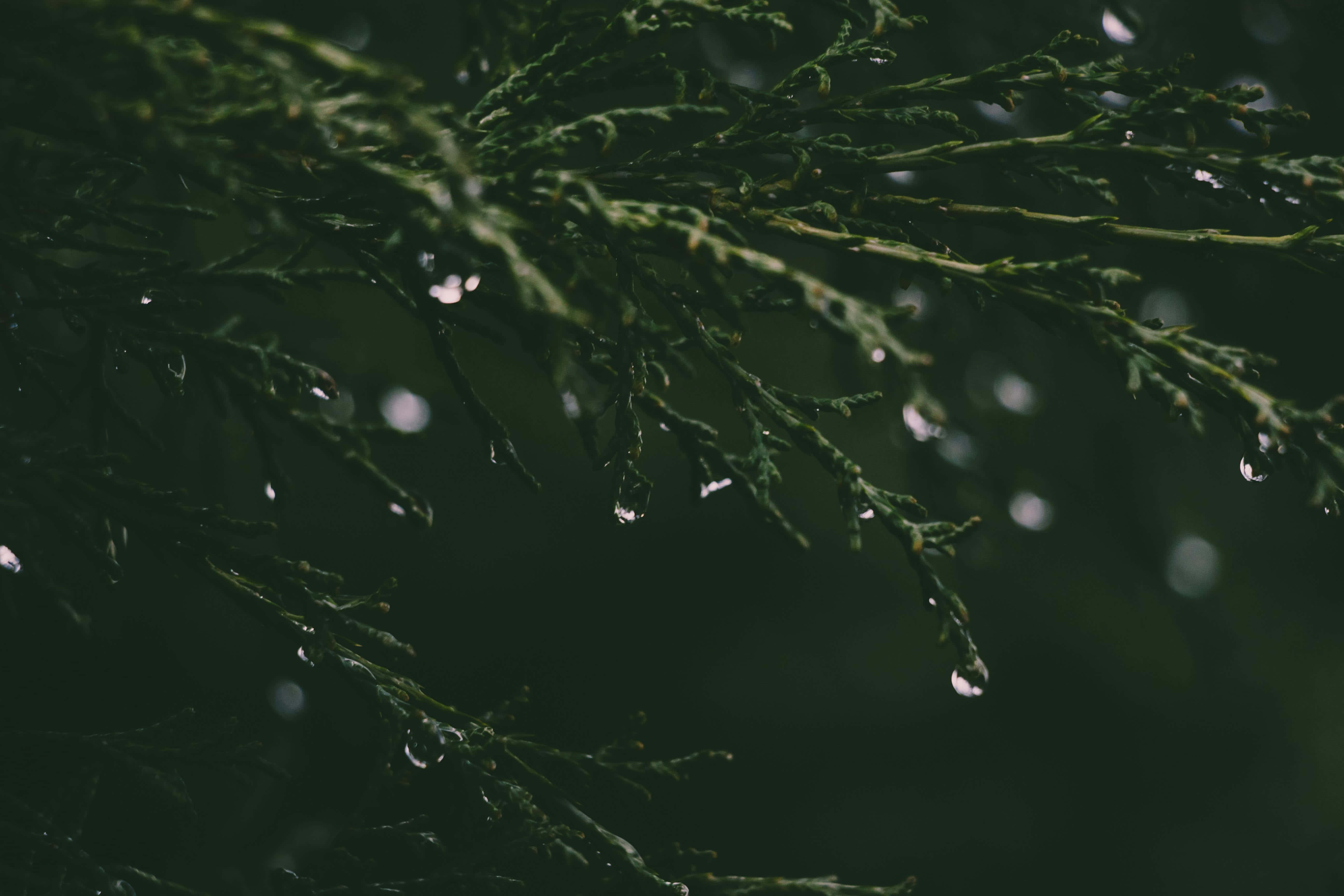 pine branches, dark green, glistening water droplets, 5K Desktop Wallpaper