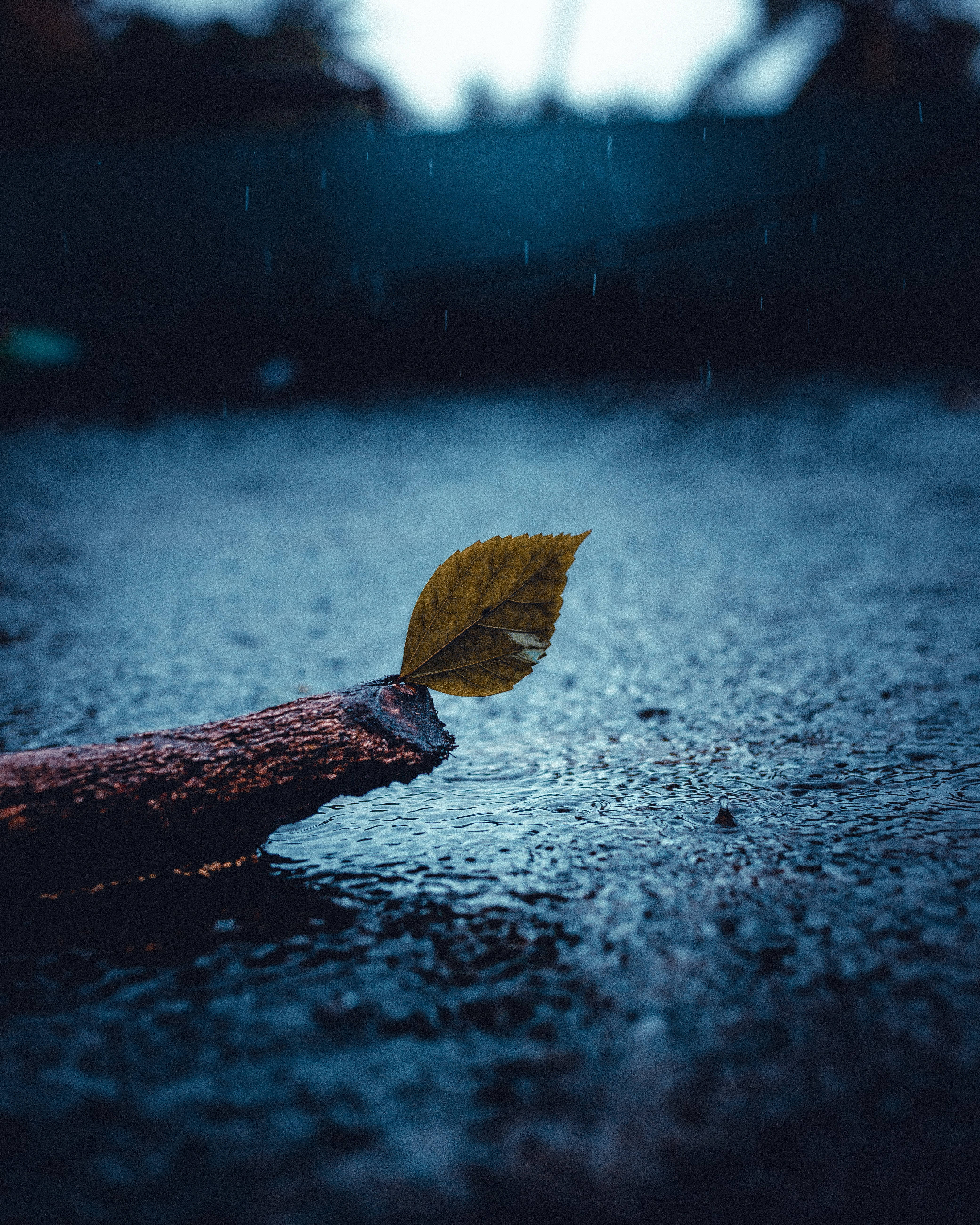 yellow leaf, wet branch, dark blue water, 5K Phone Wallpaper