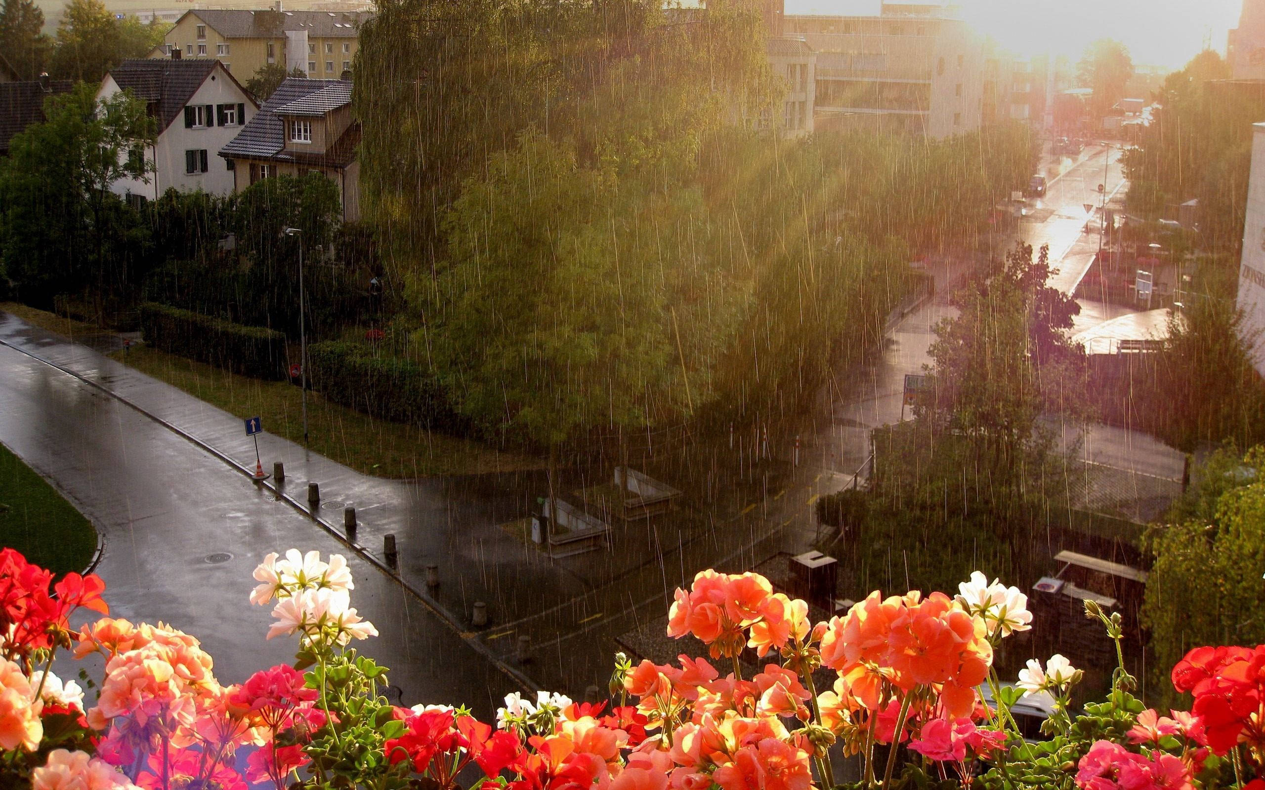 heavy rain, pink and white flowers, golden sunbeams, 2K Desktop Wallpaper