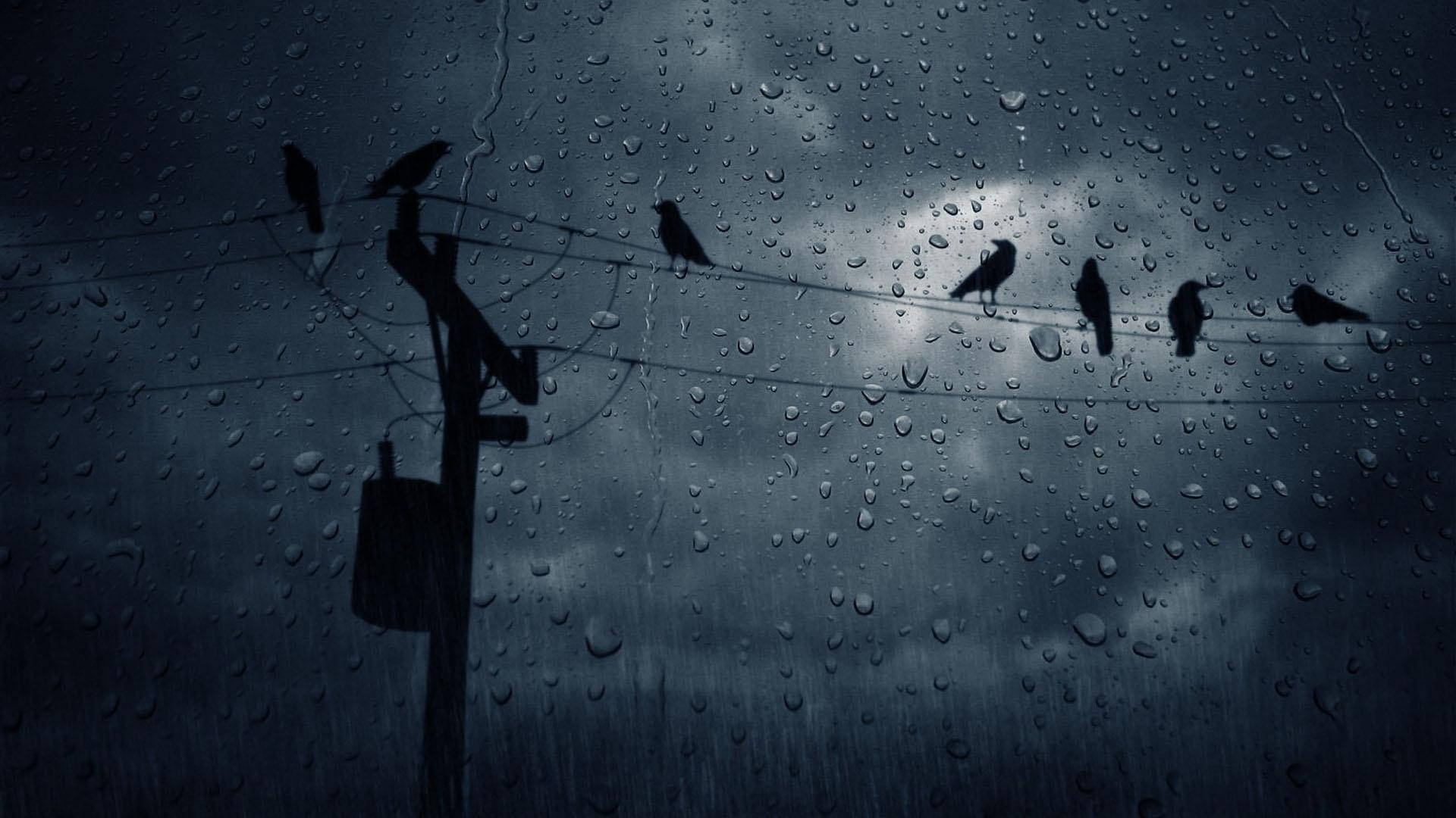 silhouetted birds, rain-slicked wire, stormy night sky, Full HD Desktop Wallpaper